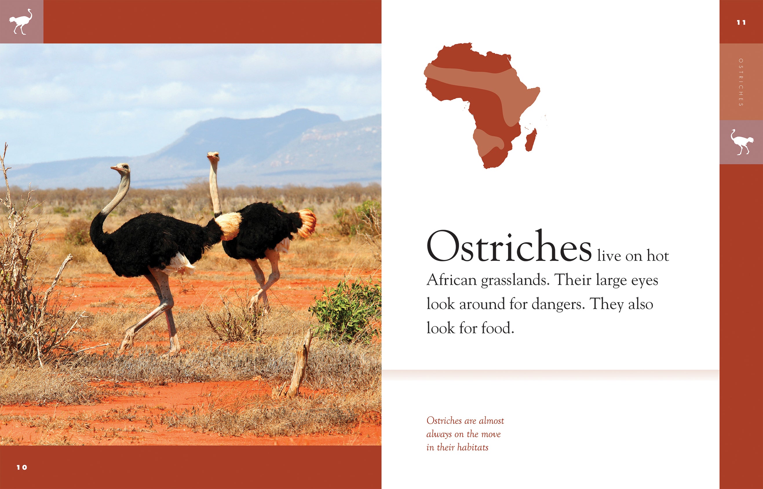 Amazing Animals (2014) - Ostriches Documentary | Wildlife & Nature Films | Perfect for Animal Lovers & Educational Use