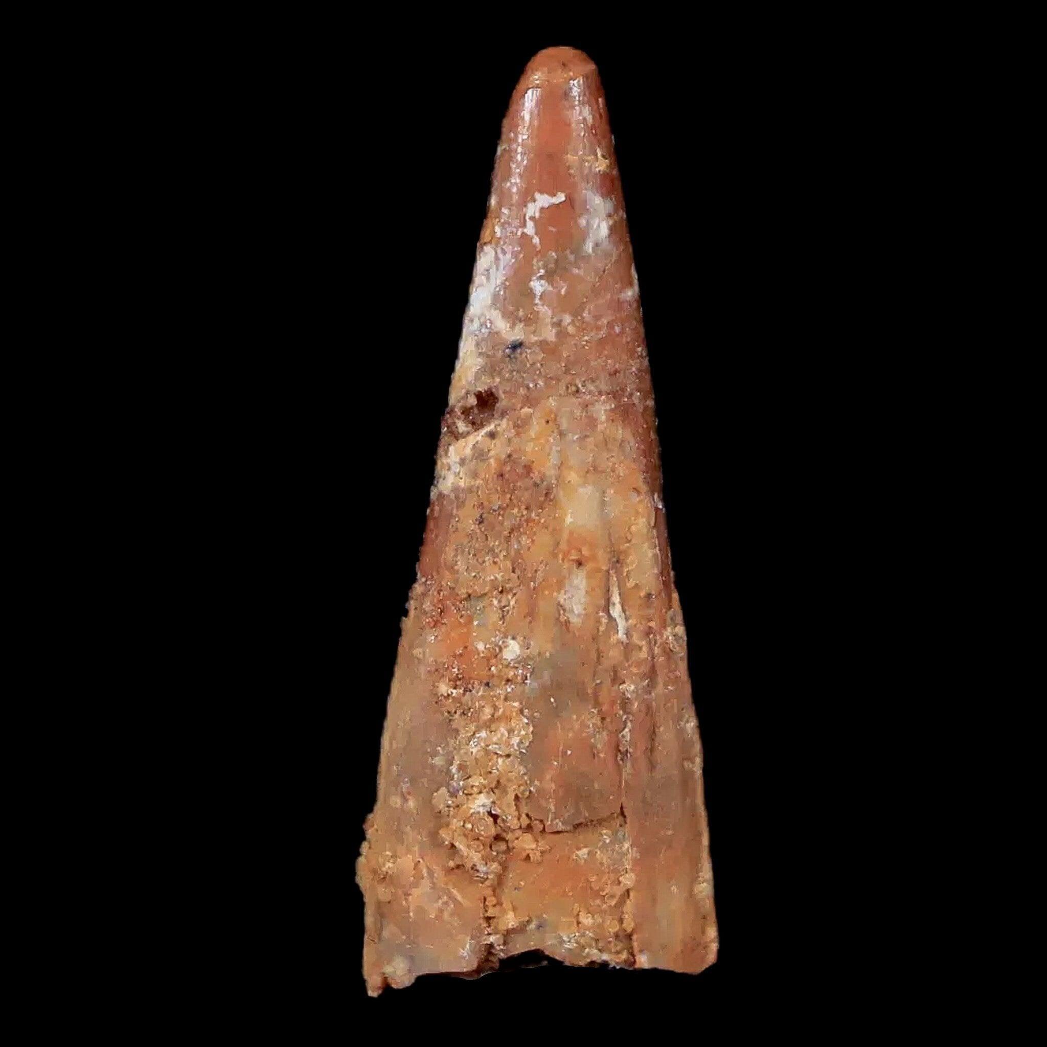 Authentic Pterosaur Coloborhynchus Fossil Tooth - Upper Cretaceous Era - Morocco Origin - Includes COA & Display Case - Perfect for Paleontology Collectors & Dinosaur Enthusiasts