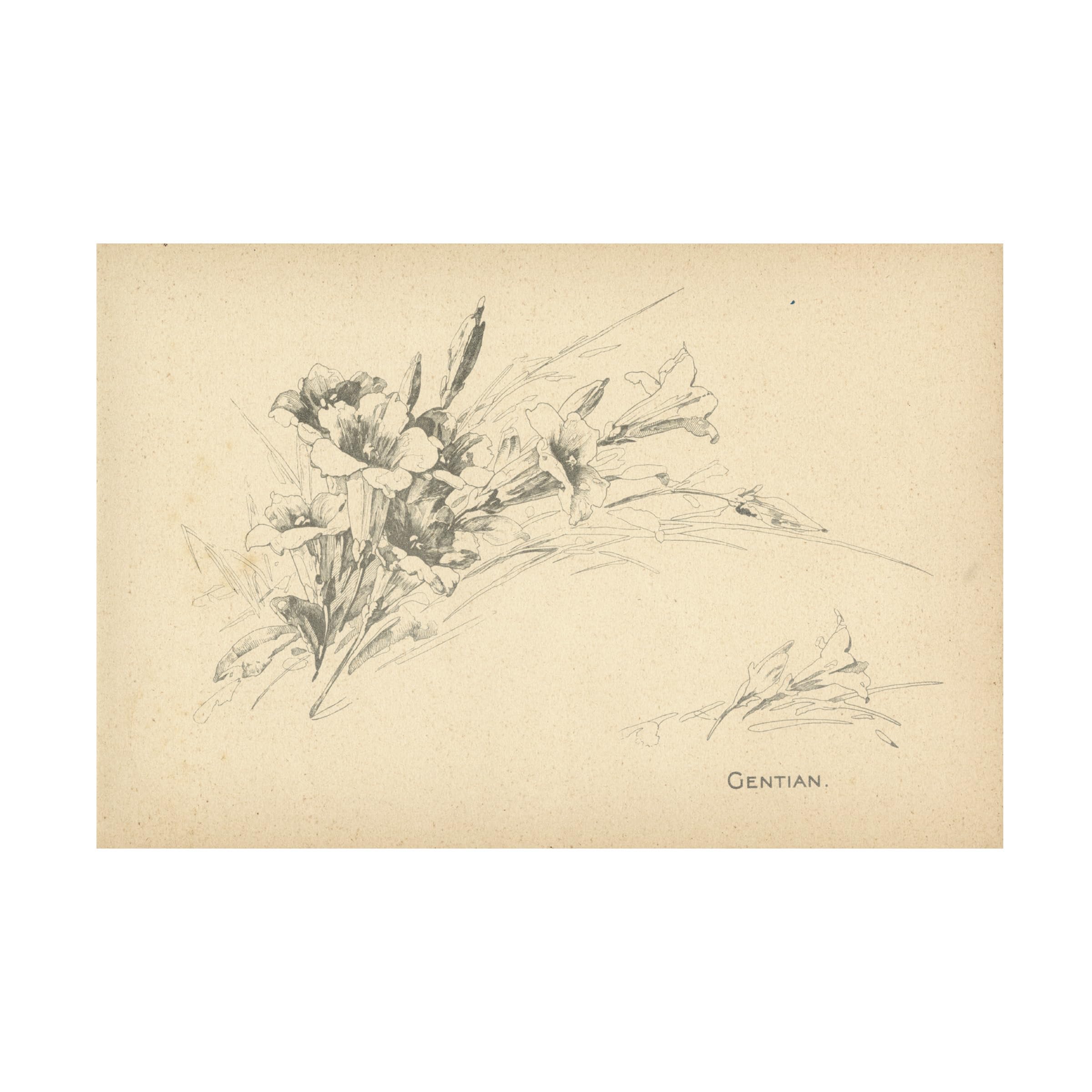 Trademark Fine Art 'Gentian' Floral Canvas Wall Art Print - Handmade Home Decor for Living Room, Bedroom & Office