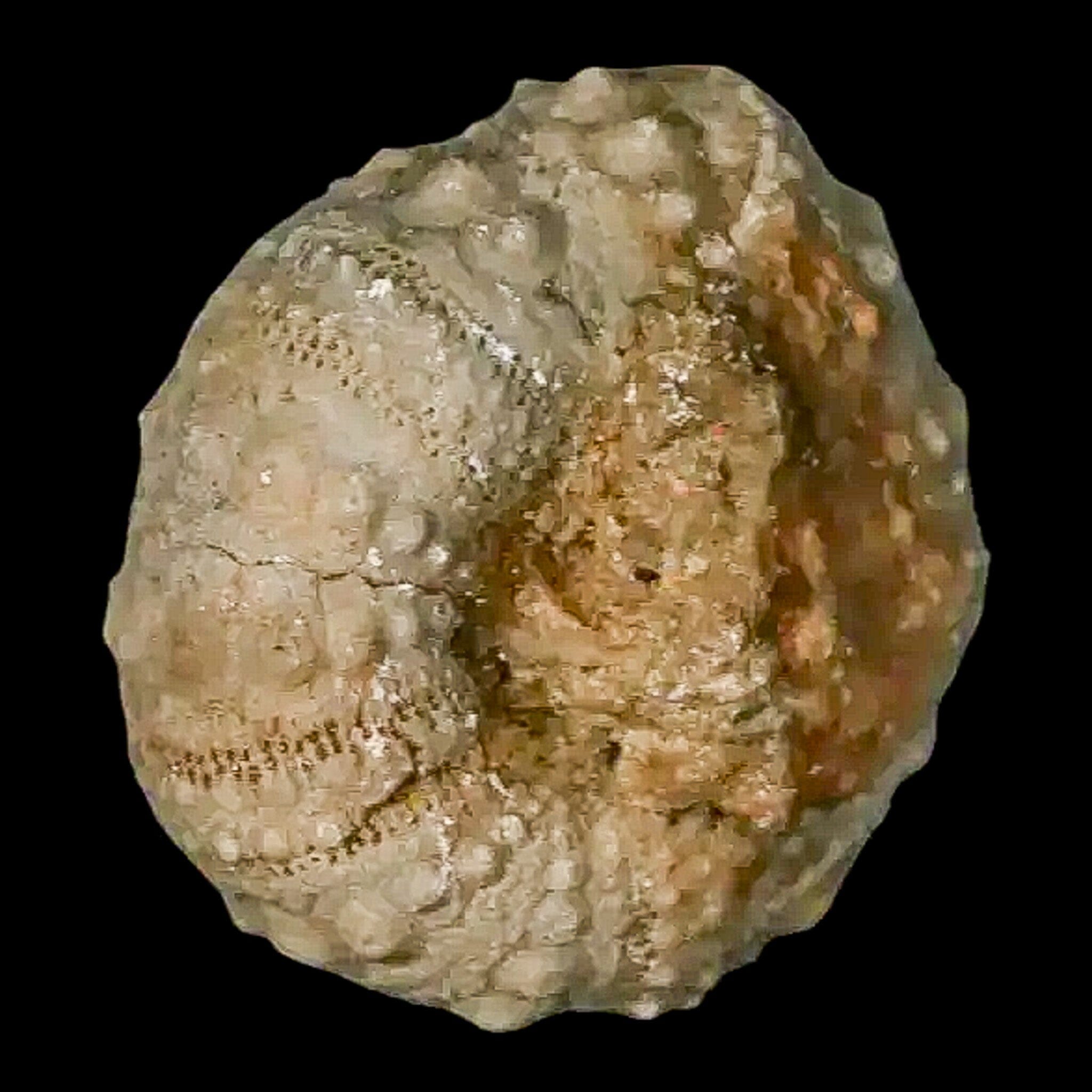 26MM Detailed Fossil Conopygus Sea Urchin Echinoid from Cretaceous Period - Authentic Morocco Fossil for Collectors, Education & Home Decor