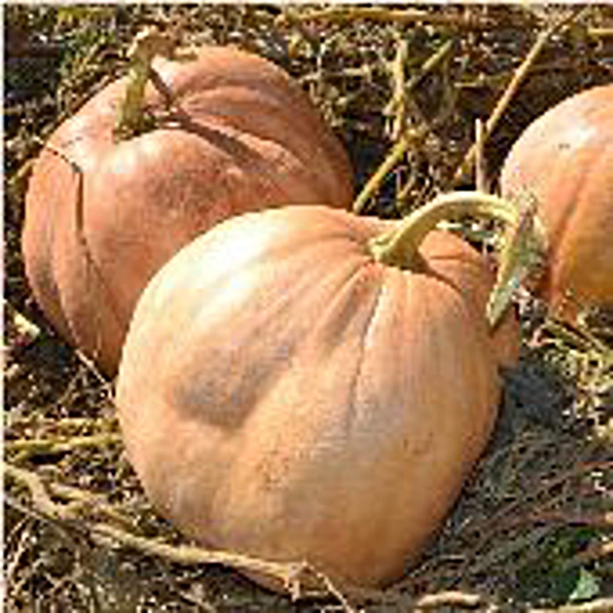 Organic Upper Ground Sweet Potato Squash Seeds for Planting - Non-GMO, Heirloom Variety - Perfect for Home Gardens, Farmers Markets & Sustainable Farming