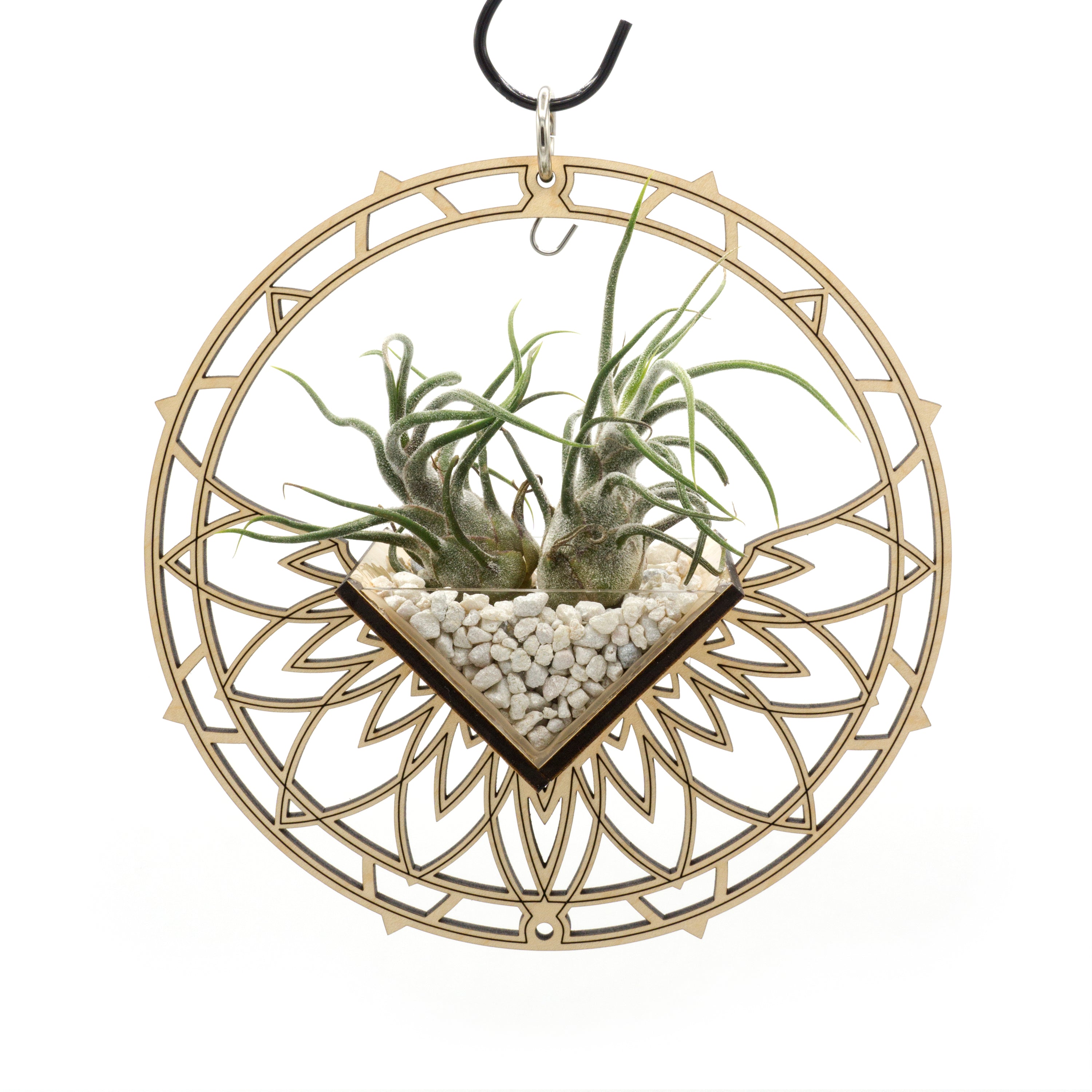 Small Free Hanging Round Air Plant Holder for Home Decor - Perfect for Displaying Tillandsia in Living Rooms, Bedrooms & Offices