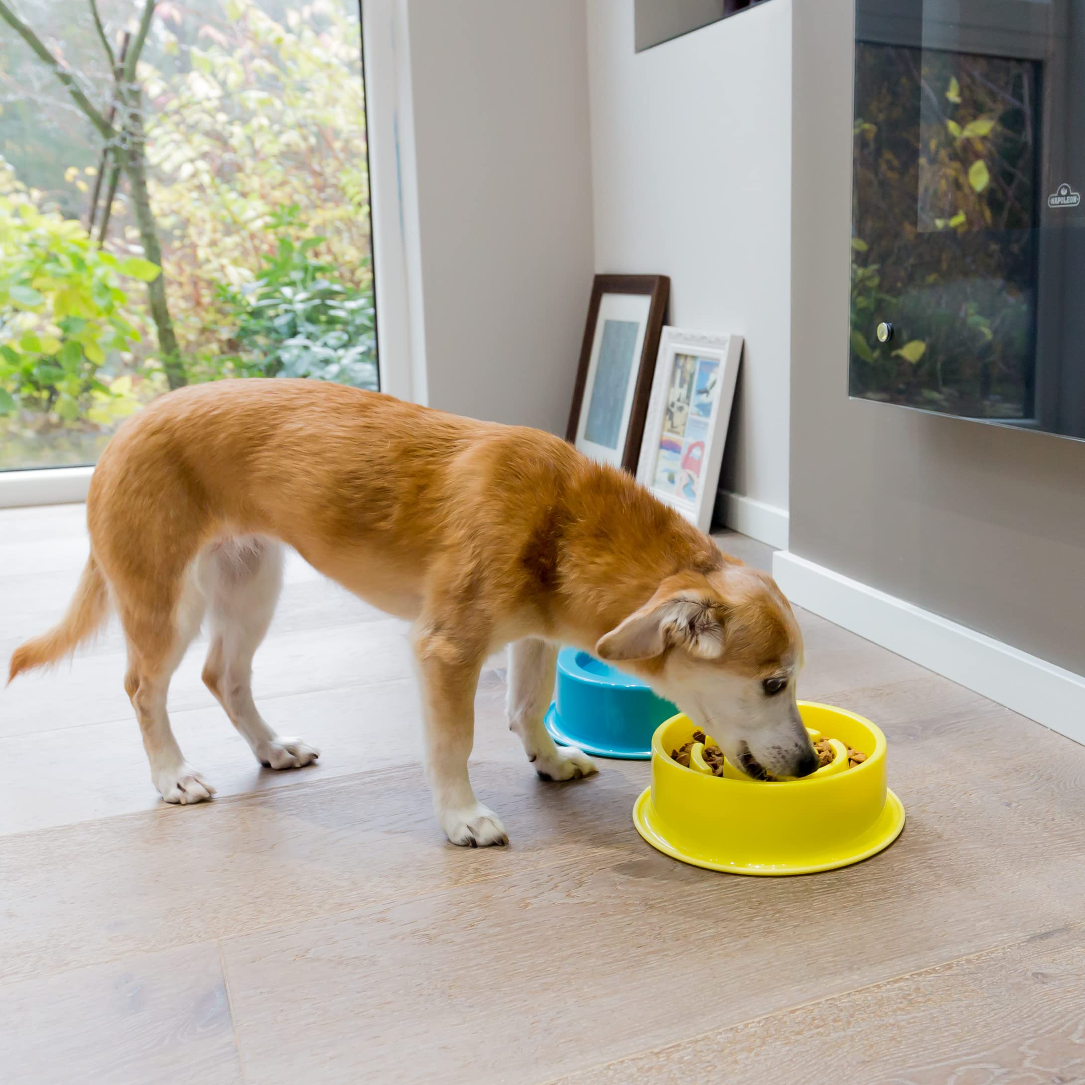 Youngever 2 Pack Slow Feeder Dog Bowls - Non-Slip Plastic Pet Food Dishes for Small & Medium Dogs - Perfect for Fast Eaters & Mealtime Enrichment - Great for Home, Travel & Training Use