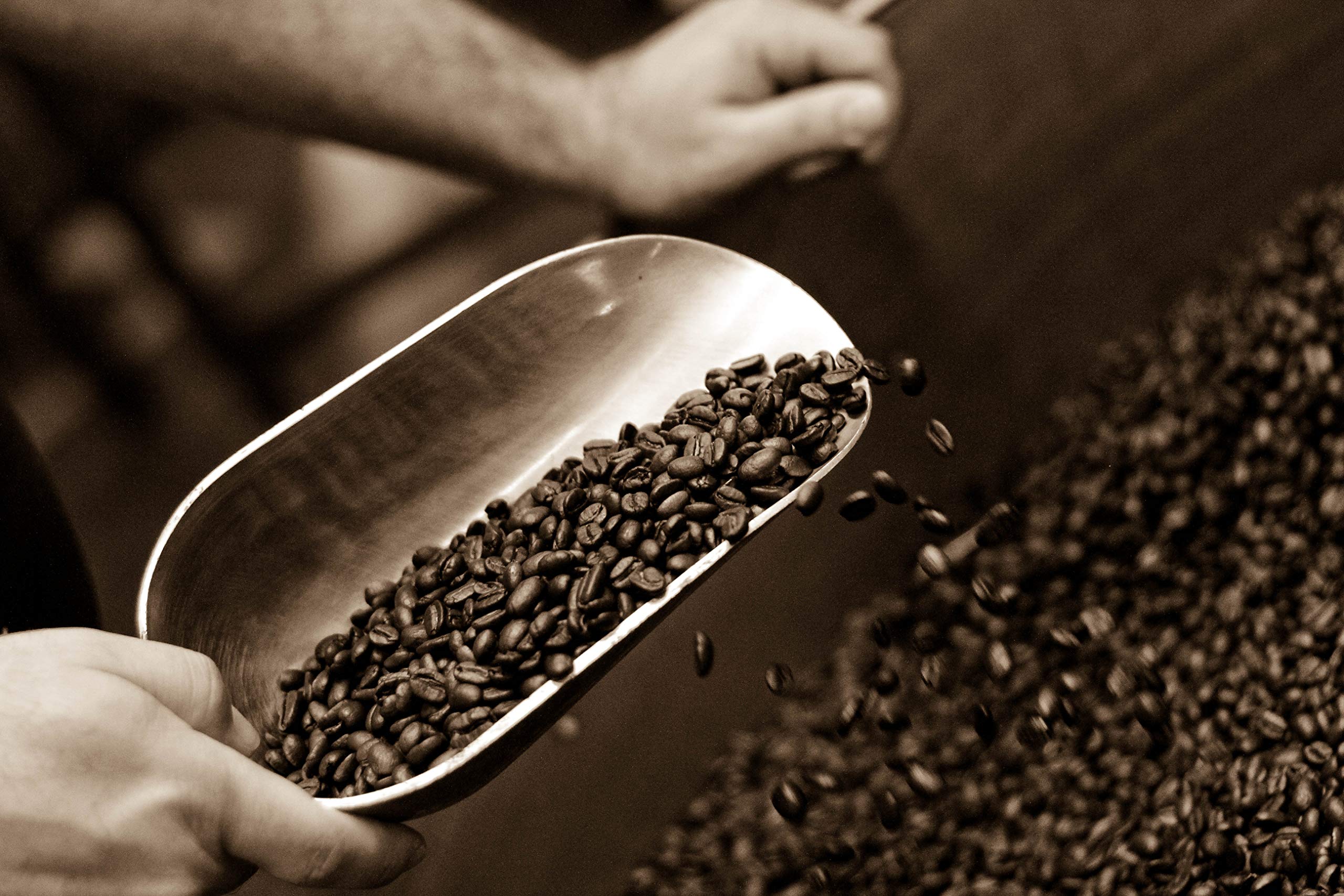 Premium Caffe D'arte Meaning of Life Blend Whole Bean Coffee, 12 oz - Dark Roast Specialty Coffee Beans for Espresso, French Press & Drip Brewing - Perfect for Home, Office & Gifting