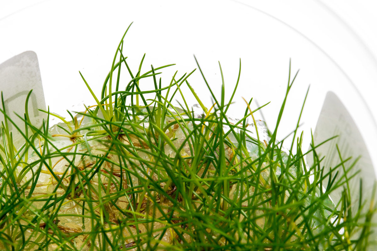 Dwarf Hairgrass (Eleocharis Parvula) - Live Aquarium Carpet Plant for Freshwater Fish Tanks | Perfect for Aquascaping, Nano Tanks & Shrimp Habitats
