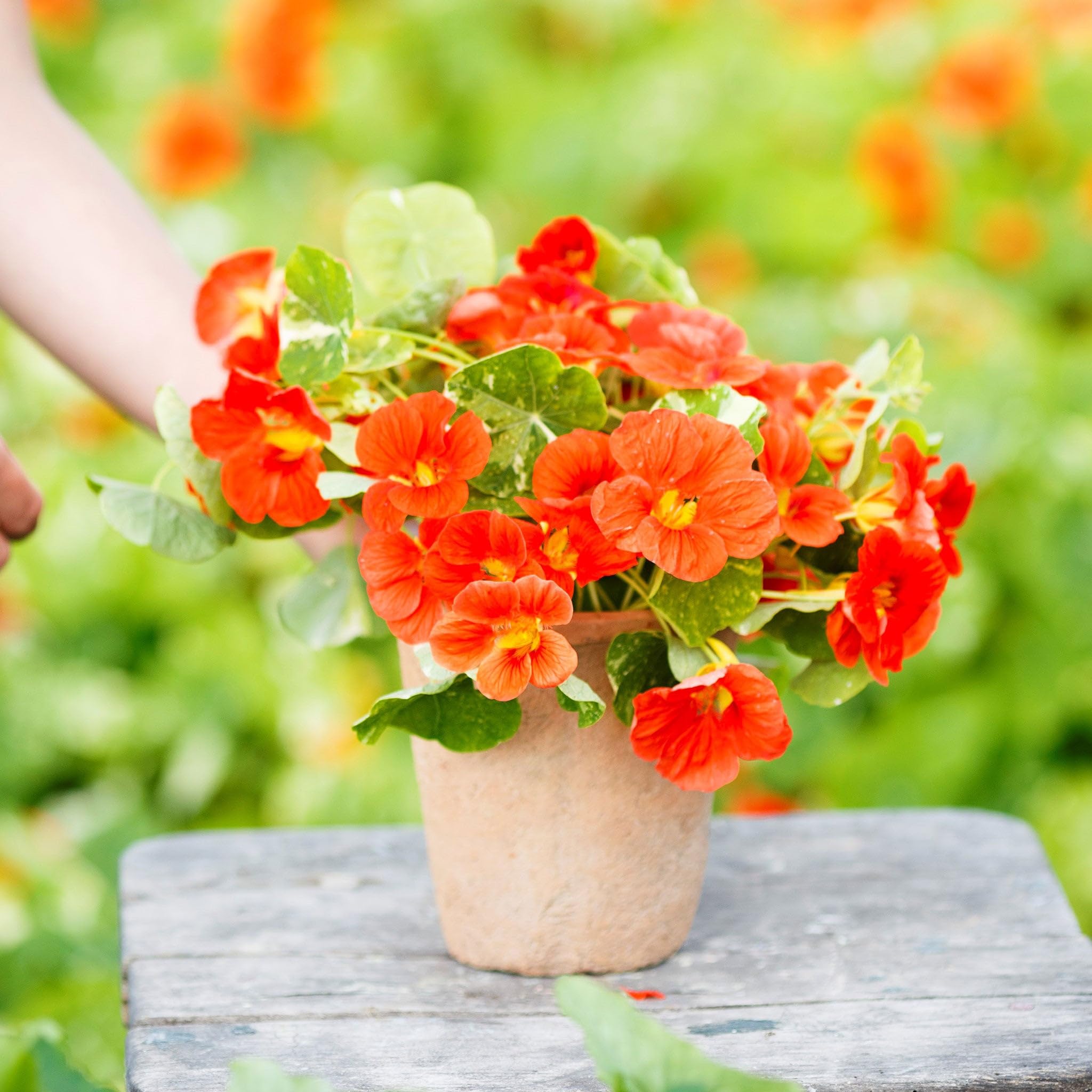 Eden Brothers Alaska Scarlet Nasturtium Seeds - Non-GMO Flower Seeds for Planting, Low-Maintenance, Fast-Growing, Spring Planting | Perfect for Garden Beds, Containers, and Edible Landscaping in Zones 1-10
