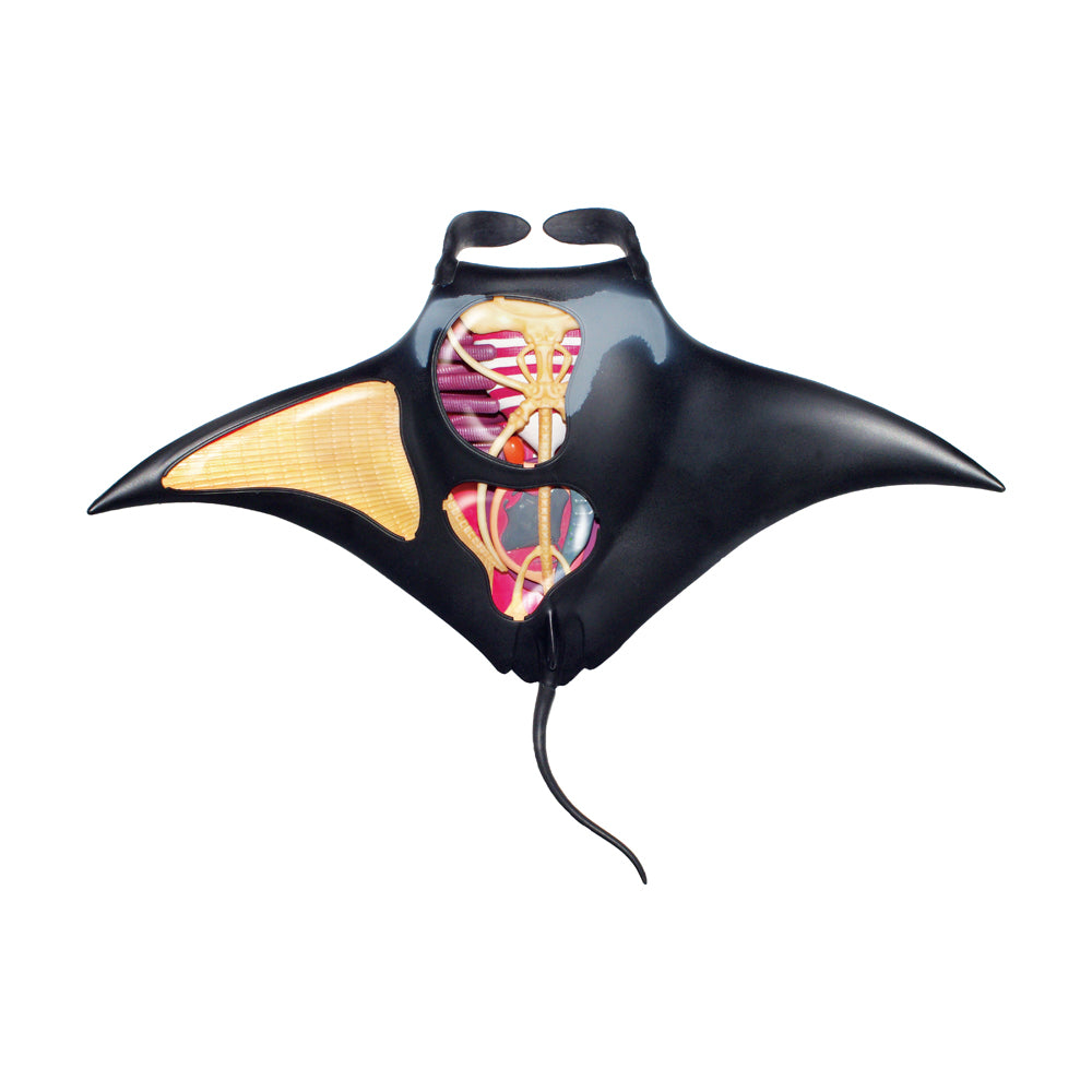 4D Master Manta Ray Anatomy Model Kit - Educational Marine Biology Science Toy for Kids & Adults - Perfect for Classroom Learning, Home Study & Ocean Life Enthusiasts