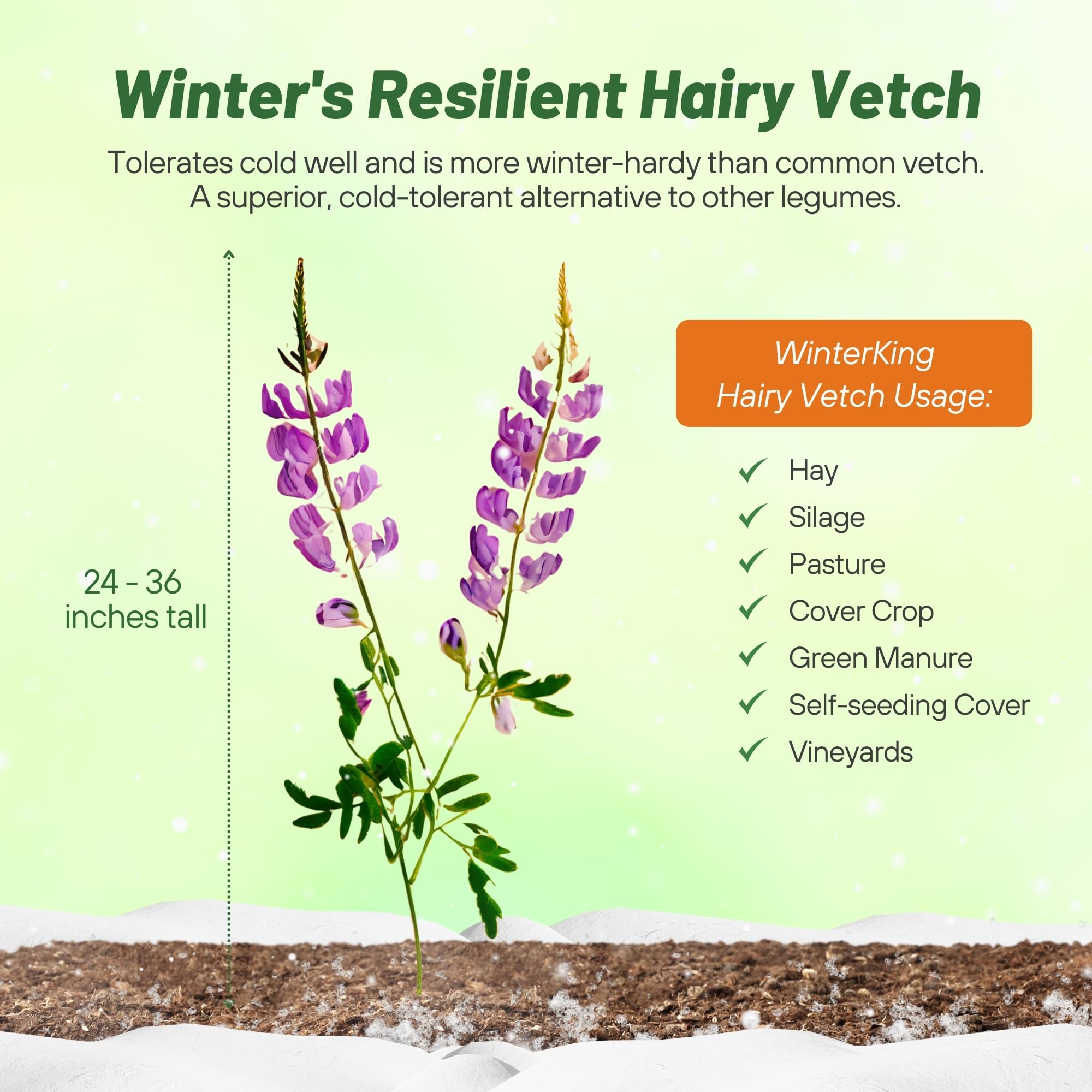 Outsidepride Hairy Vetch Cover Crop Seeds - 50 Lbs Cold Tolerant & Winter Hardy - Soil Improvement, Green Pasture, Hay & Livestock Forage - Pollinator Friendly Garden & Ground Cover Seeds - Perfect for Organic Farming, Erosion Control & Sustainable Agriculture