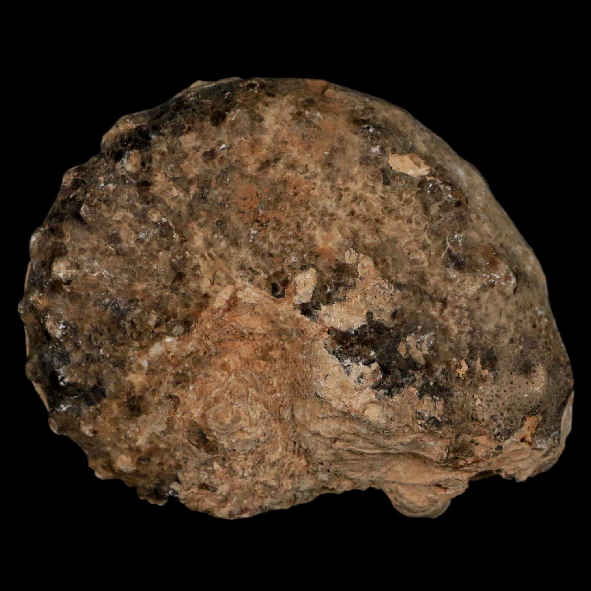 3 Authentic Mammites Nodosoides Ammonite Fossils - Upper Cretaceous Period (Morocco) - Perfect for Geology Collections, Home Decor & Educational Displays