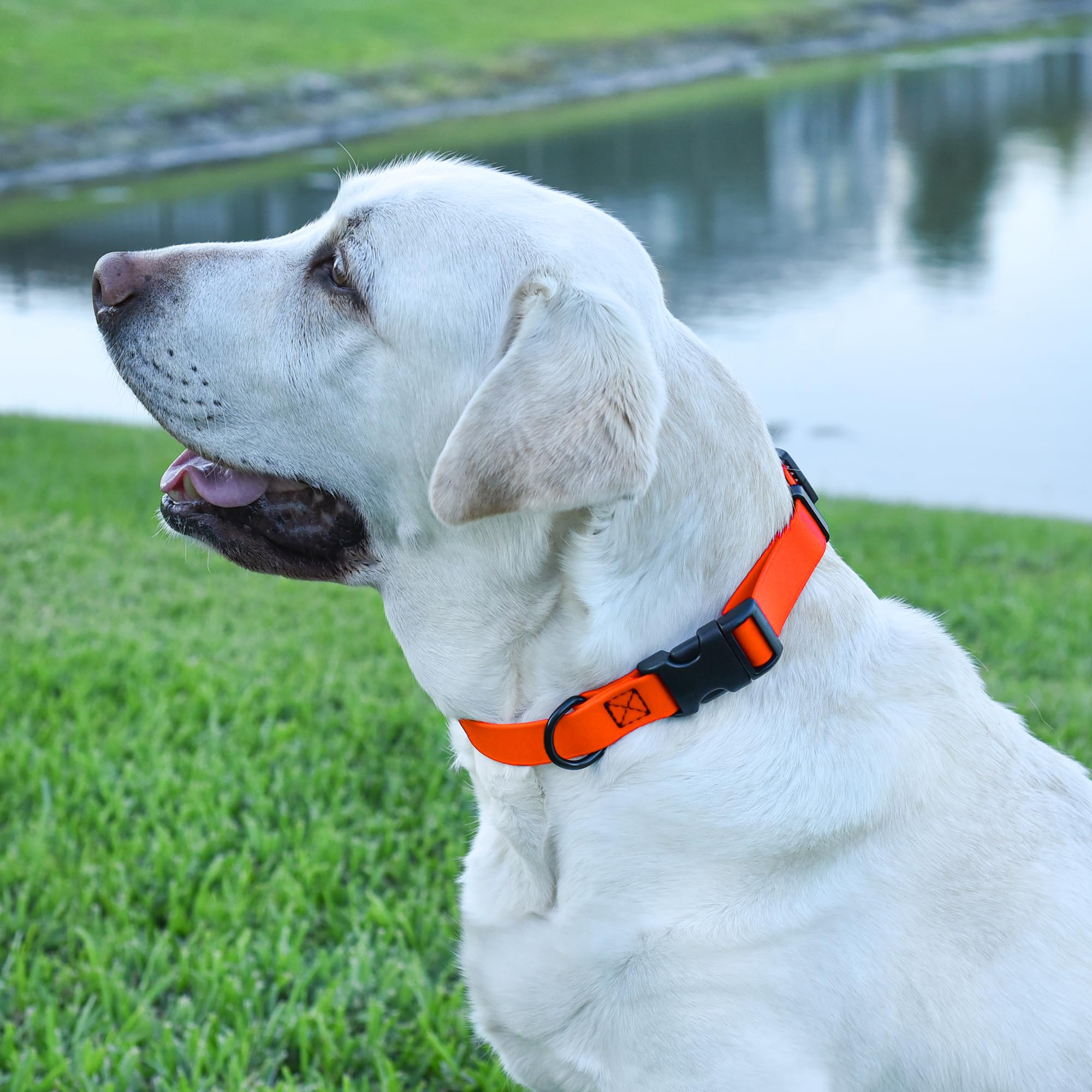 **Waterproof Biothane Dog Collar with Quick Release Buckle - Odor-Proof, Easy to Clean - Strong Coated Nylon Webbing - Fits Small, Medium & Large Dogs (Orange, 1