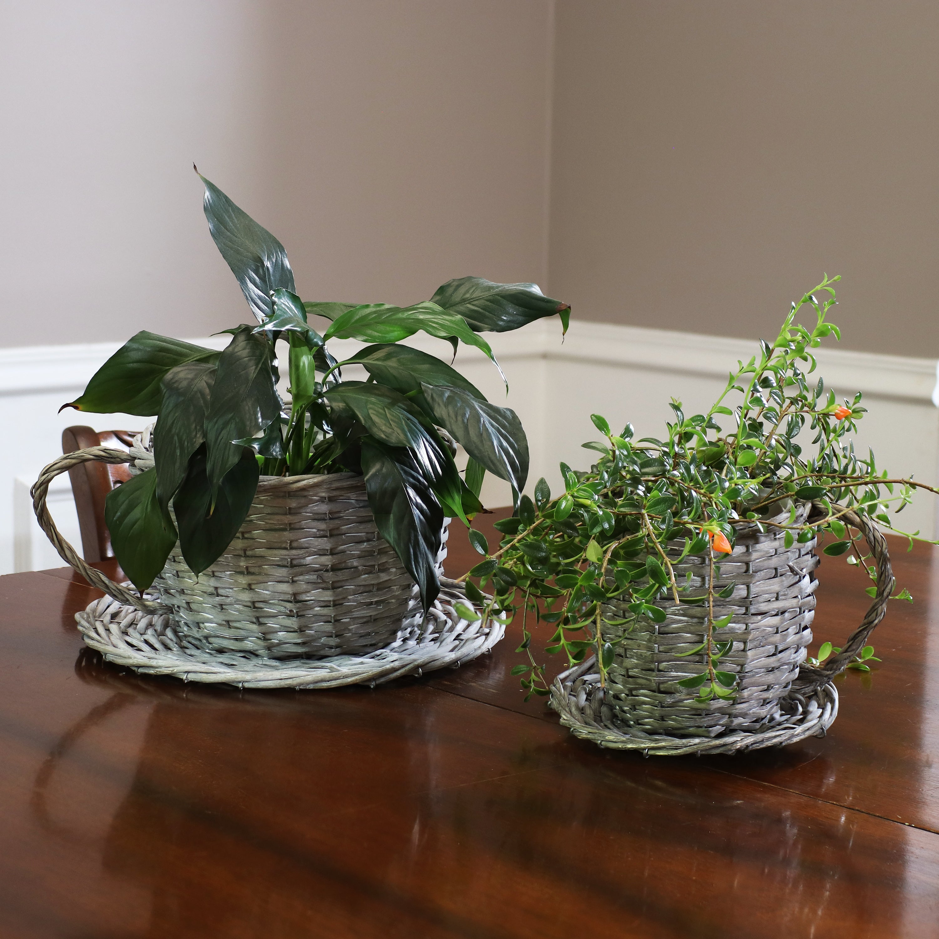 Sunnydaze Set of 2 Gray Willow Wicker Coffee Cup Indoor Planters - Perfect for Home Decor, Office Desk, and Succulent Plant Display