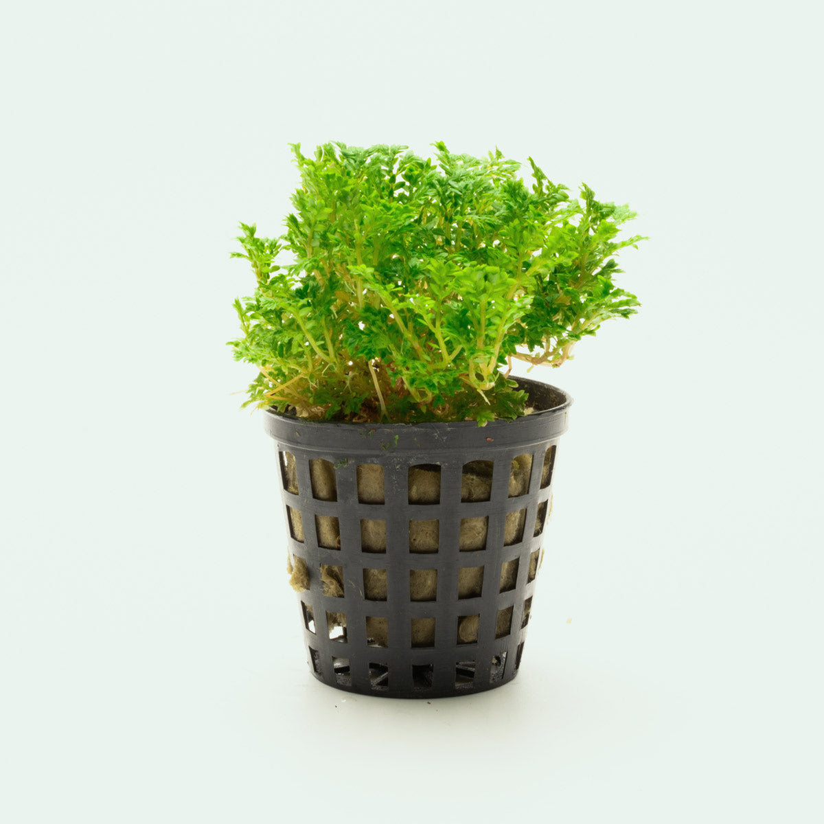 Selaginella Indonesia - Exotic Tropical Fern for Home & Office Decor | Indoor Plants for Air Purification & Aesthetic Appeal