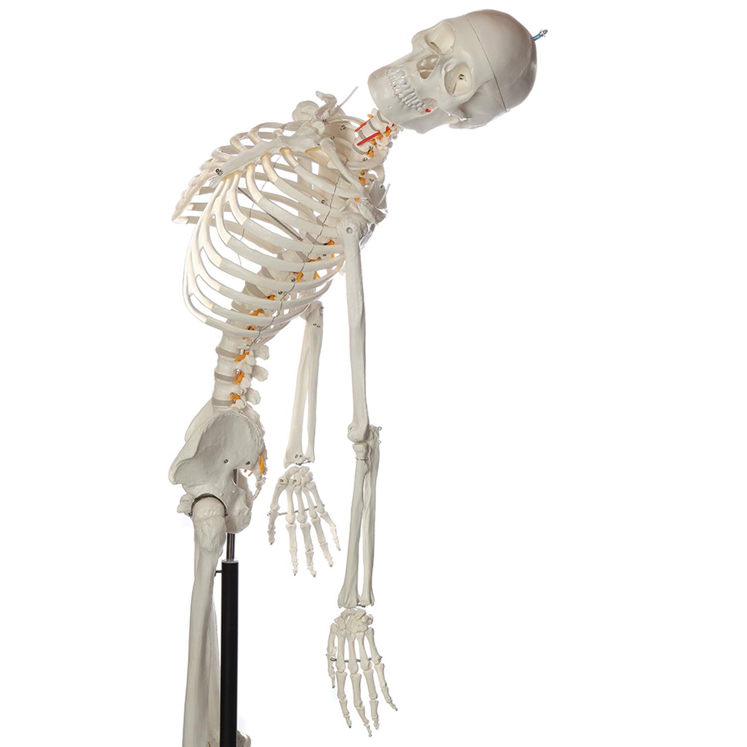 Axis Scientific Life-Size 5'6
