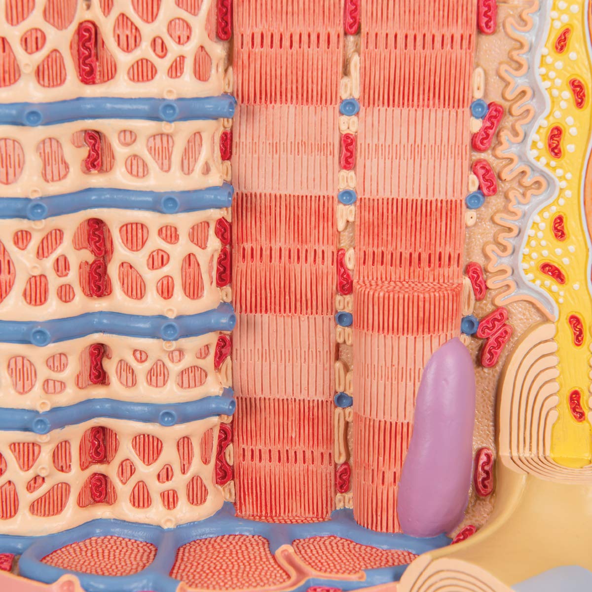 3B Scientific B60 Microanatomy Muscle Fiber Model - 10,000X Magnified Human Muscle Structure (7.3