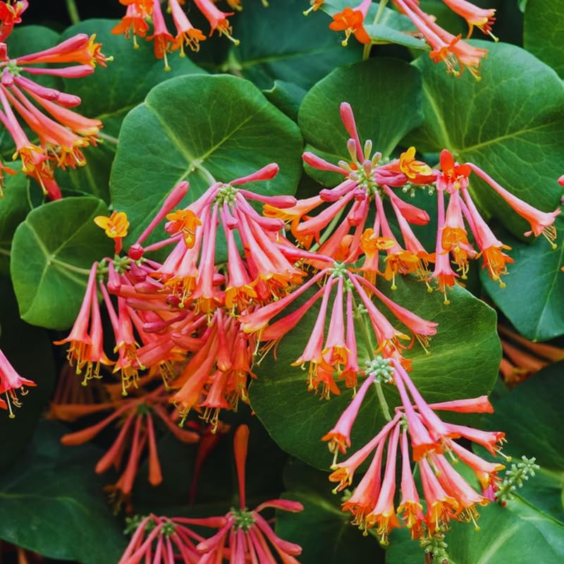 Dropmore Scarlet Honeysuckle Plant Live - Fragrant Climbing Vine with 2.5 Inch Pot | Perfect for Garden Trellis, Fence Covering & Attracting Hummingbirds