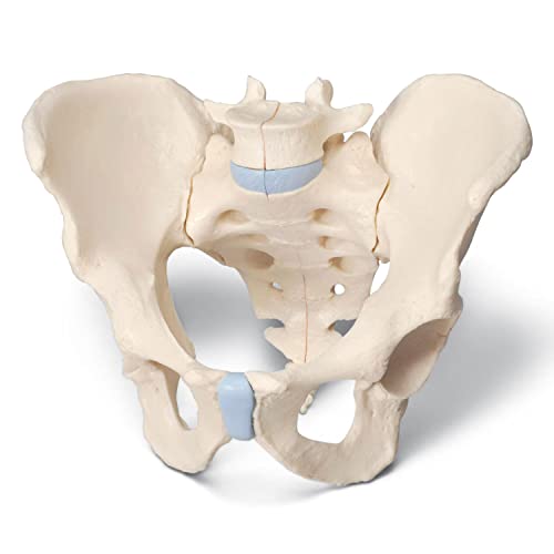 3B Scientific H21/1 Male Pelvis Anatomy Model - 3 Part Human Pelvic Structure with 3B Smart Anatomy App - Ideal for Medical Students, Doctors & Anatomy Education