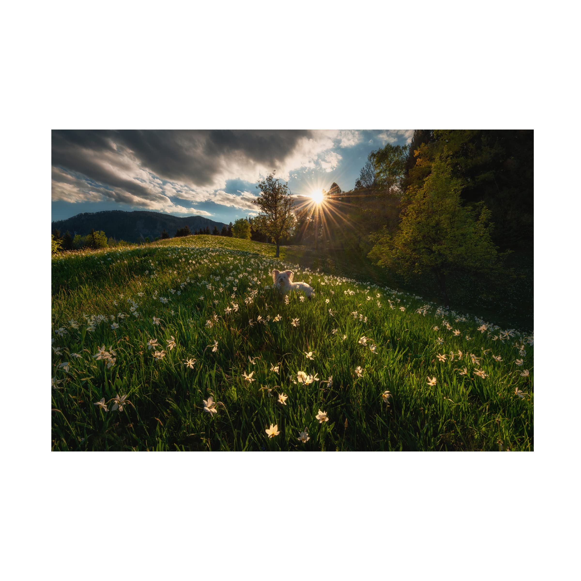 Trademark Fine Art 'Among The Daffodils' Canvas Wall Art Print by Ales Krivec - Floral Landscape Painting for Living Room, Bedroom & Office Decor