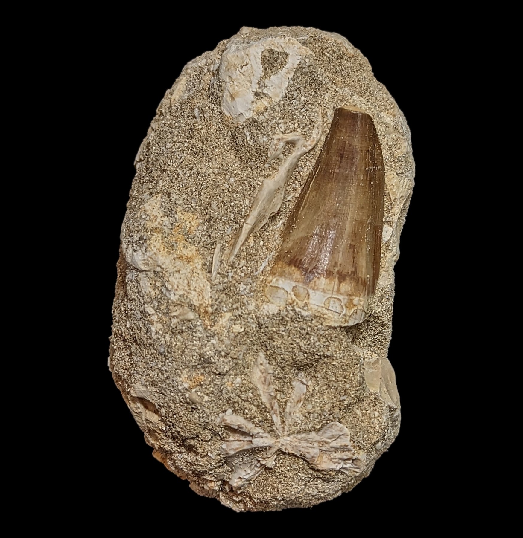 Authentic Mosasaur Tooth Fossil in Natural Matrix - Prehistoric Marine Reptile Specimen for Collectors, Education & Home Decor