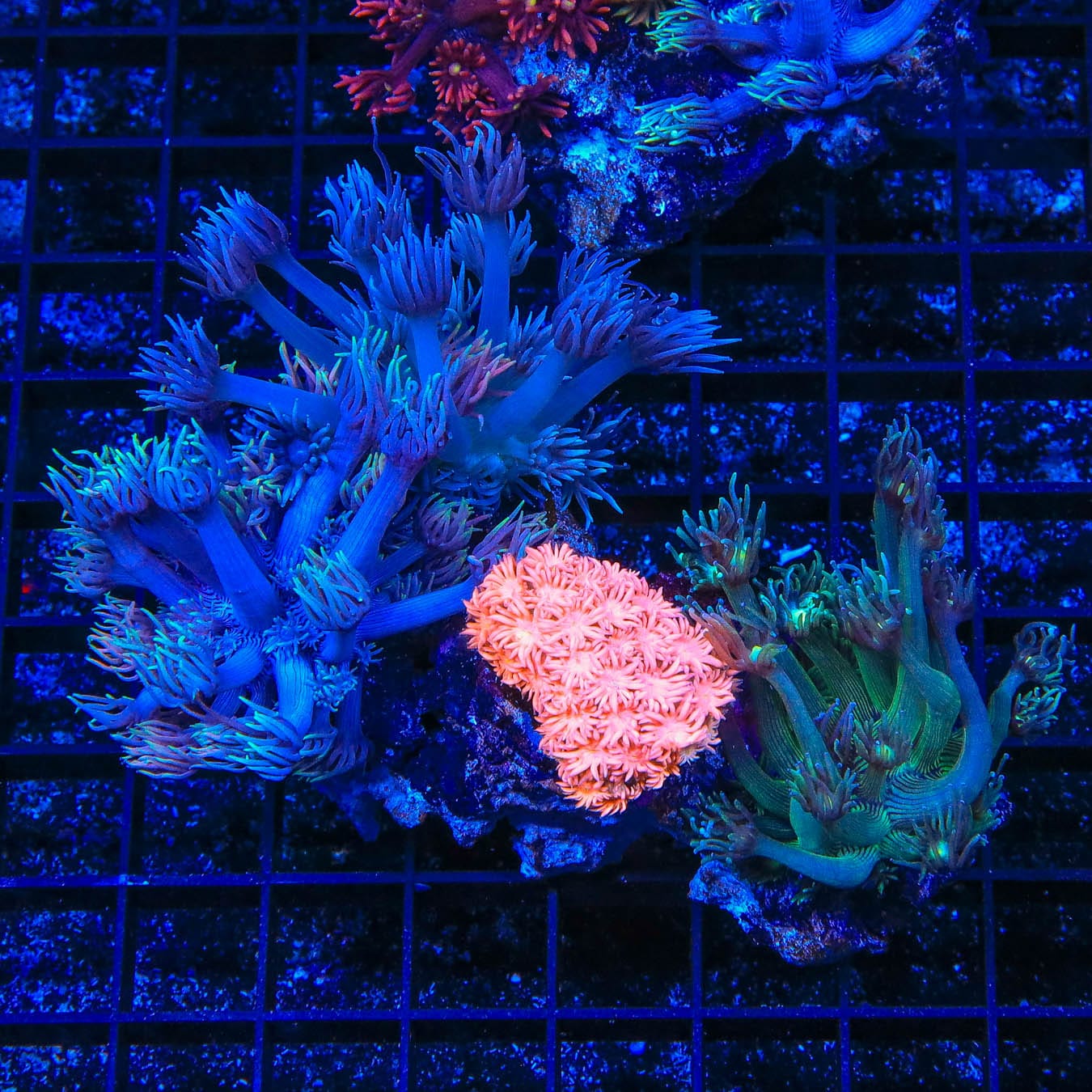 Vibrant Rainbow Goniopora Coral for Saltwater Aquariums - Perfect for Reef Tanks & Marine Displays