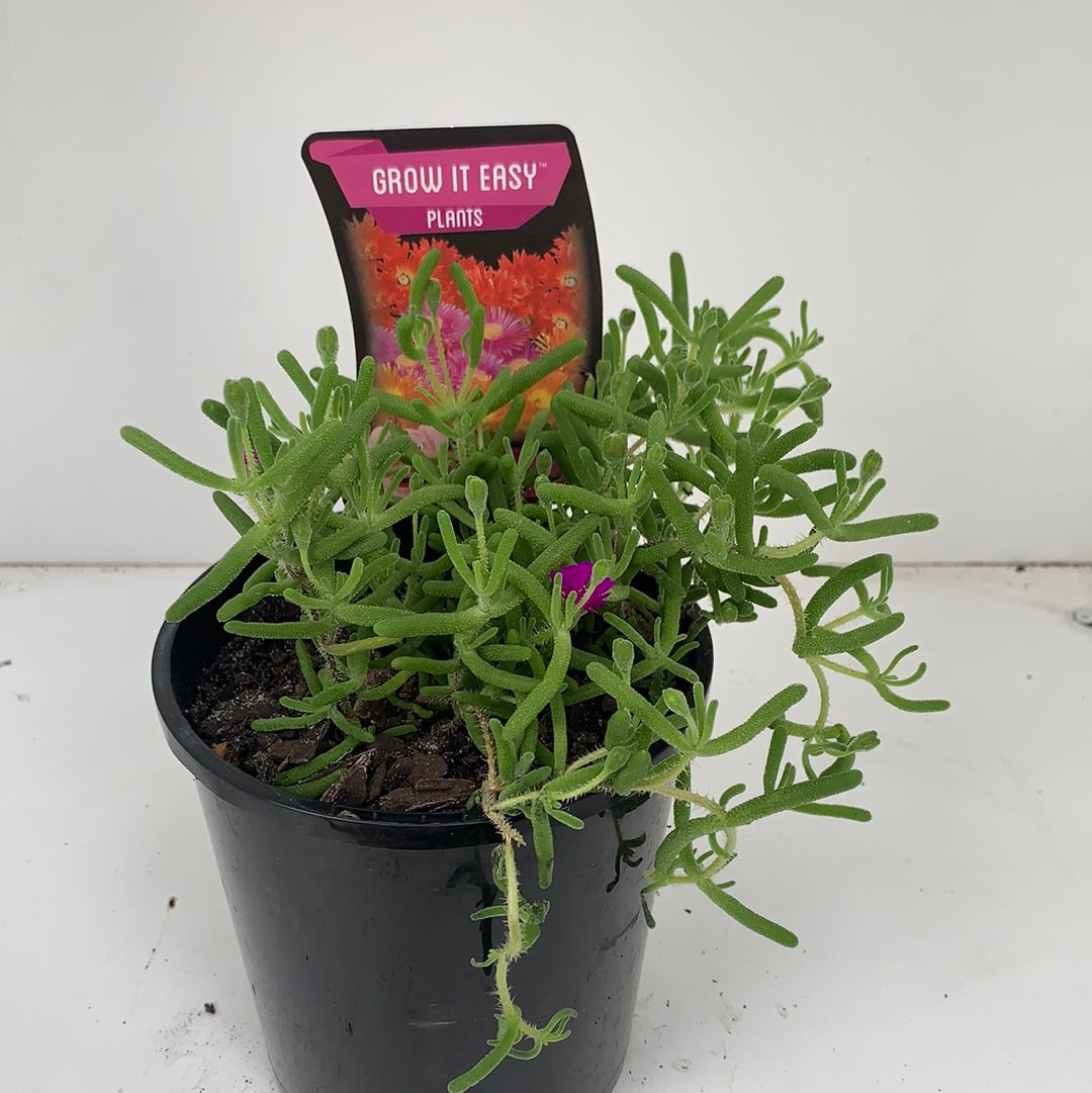 Mesembryanthemum 'Mauve' Seeds - Vibrant Purple Ice Plant for Drought-Tolerant Gardens, Rock Gardens & Ground Cover | Perfect for Xeriscaping & Coastal Landscapes