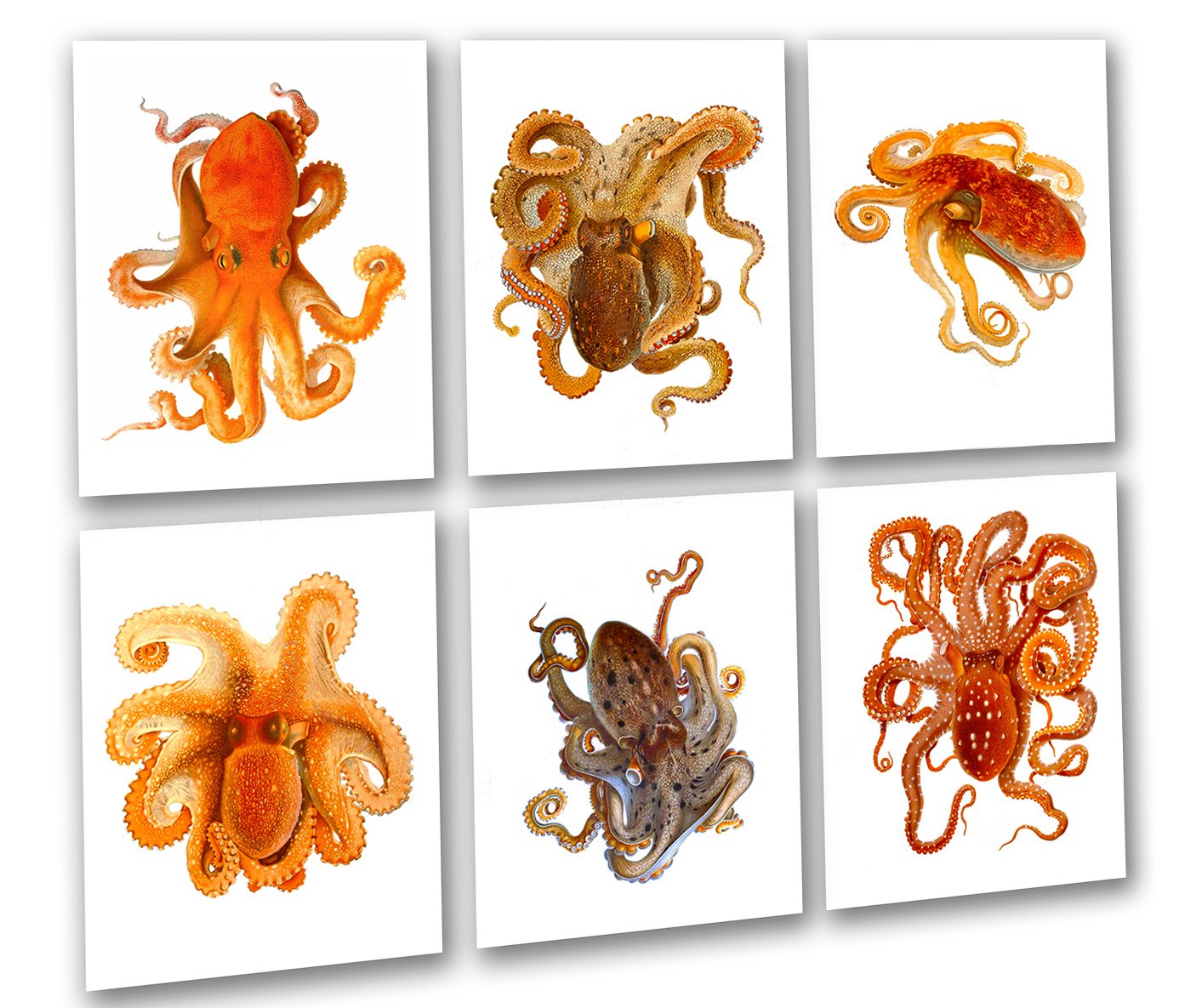 Gnosis Picture Archive - Set of 6 Beach Wall Art Prints with Octopus Decor | Unframed Coastal Wall Decor for Living Room, Bedroom, or Bathroom