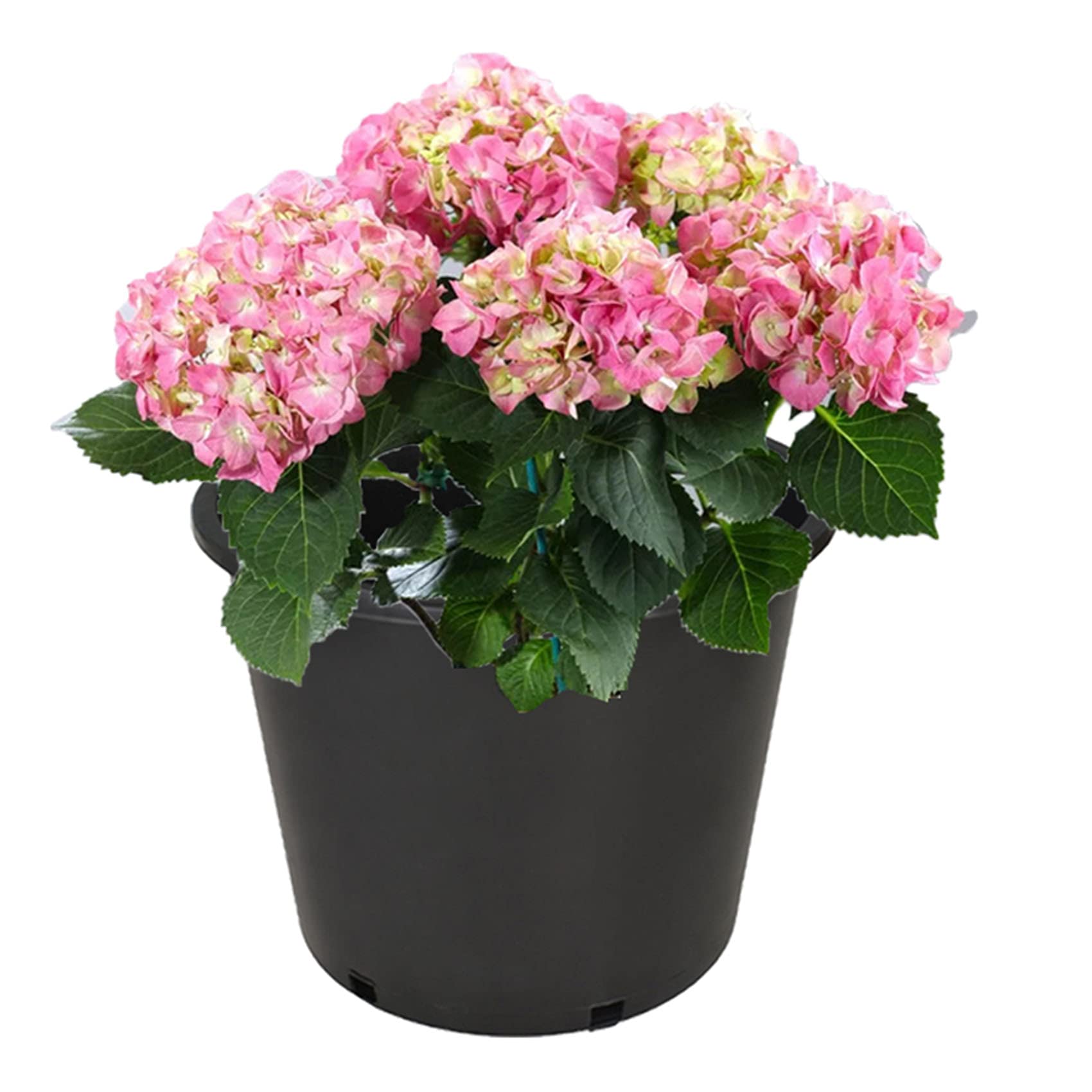10-Pack 10 Gallon Plastic Plant Pots with Drainage Holes - Durable Injection Molded Flower Planters for Indoor & Outdoor Plants, Vegetables, Seedlings - Perfect for Garden, Nursery, Home Decor & Urban Gardening