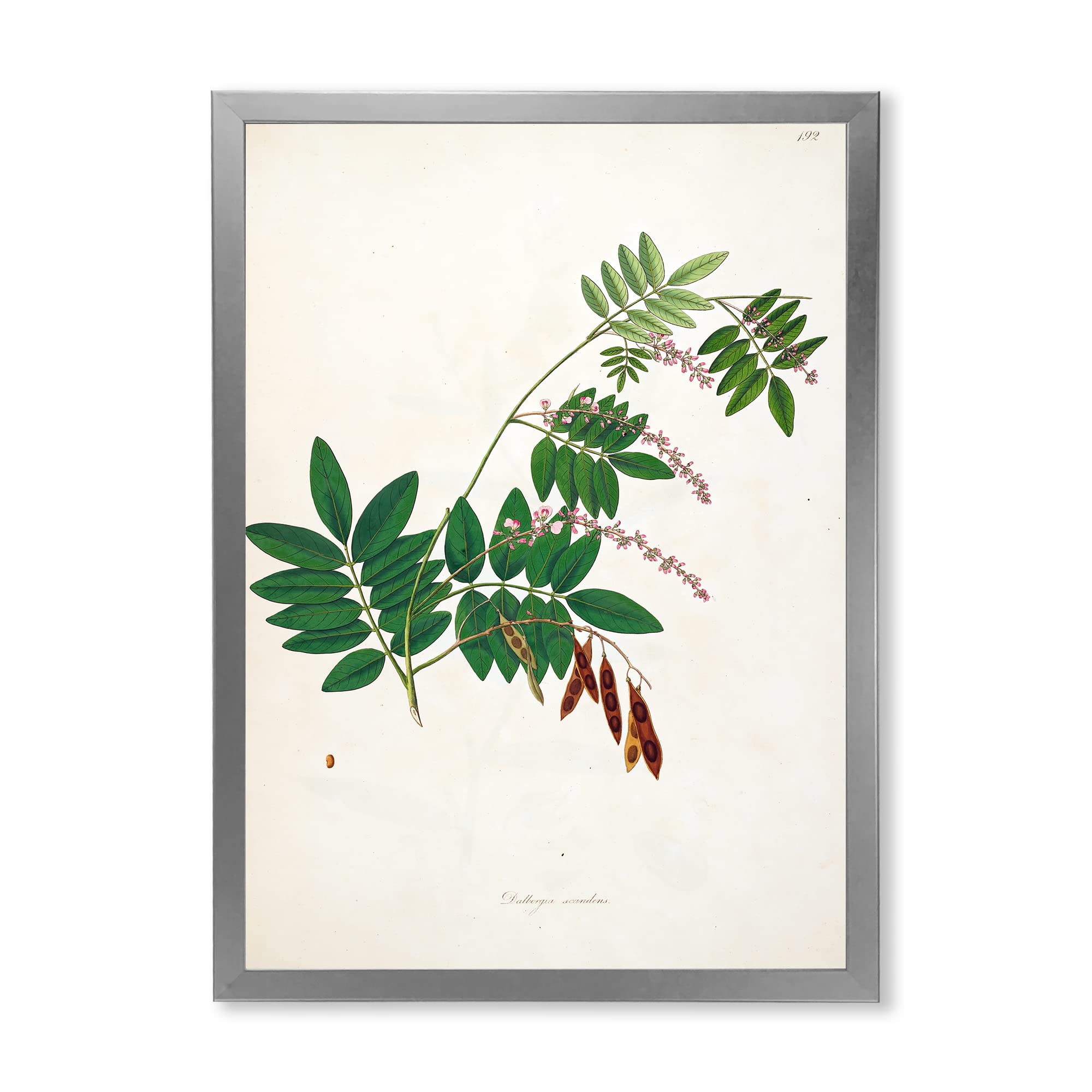 Vintage Botanical Wall Art XI - Farmhouse Decor Framed Print for Living Room, Bedroom & Kitchen - Rustic Home Decor for Housewarming Gifts
