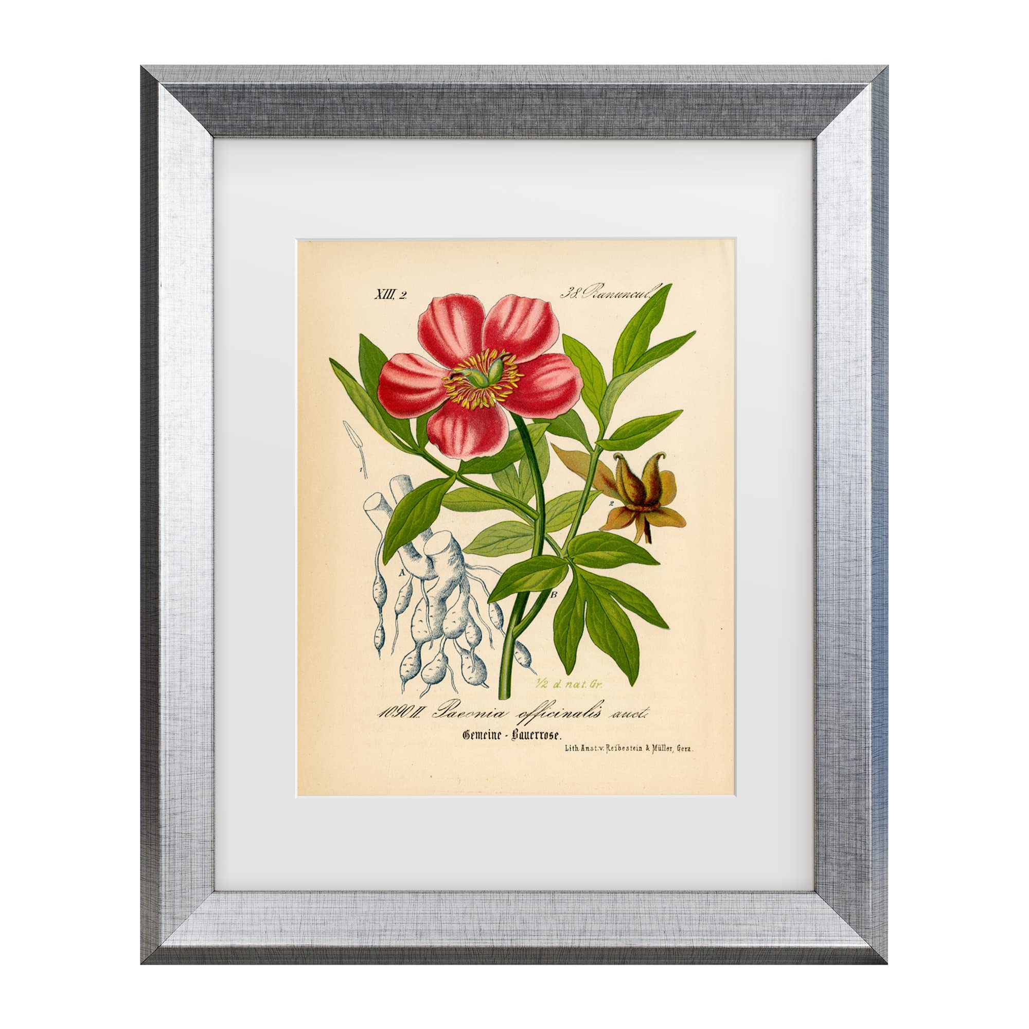 Trademark Fine Art 'Paeonia Officinalis' Floral Canvas Wall Art Print by Art Licensing Studio - Perfect for Living Room, Bedroom & Office Decor