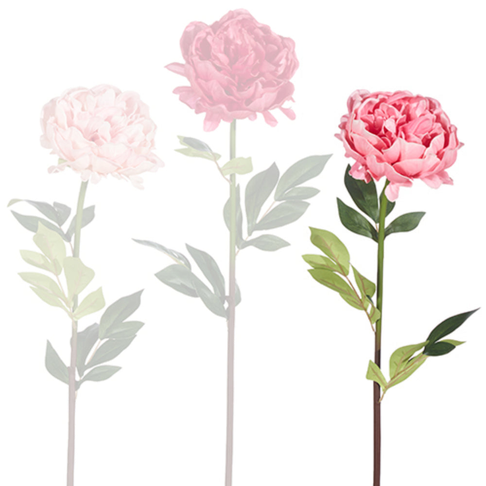 Medium Pink