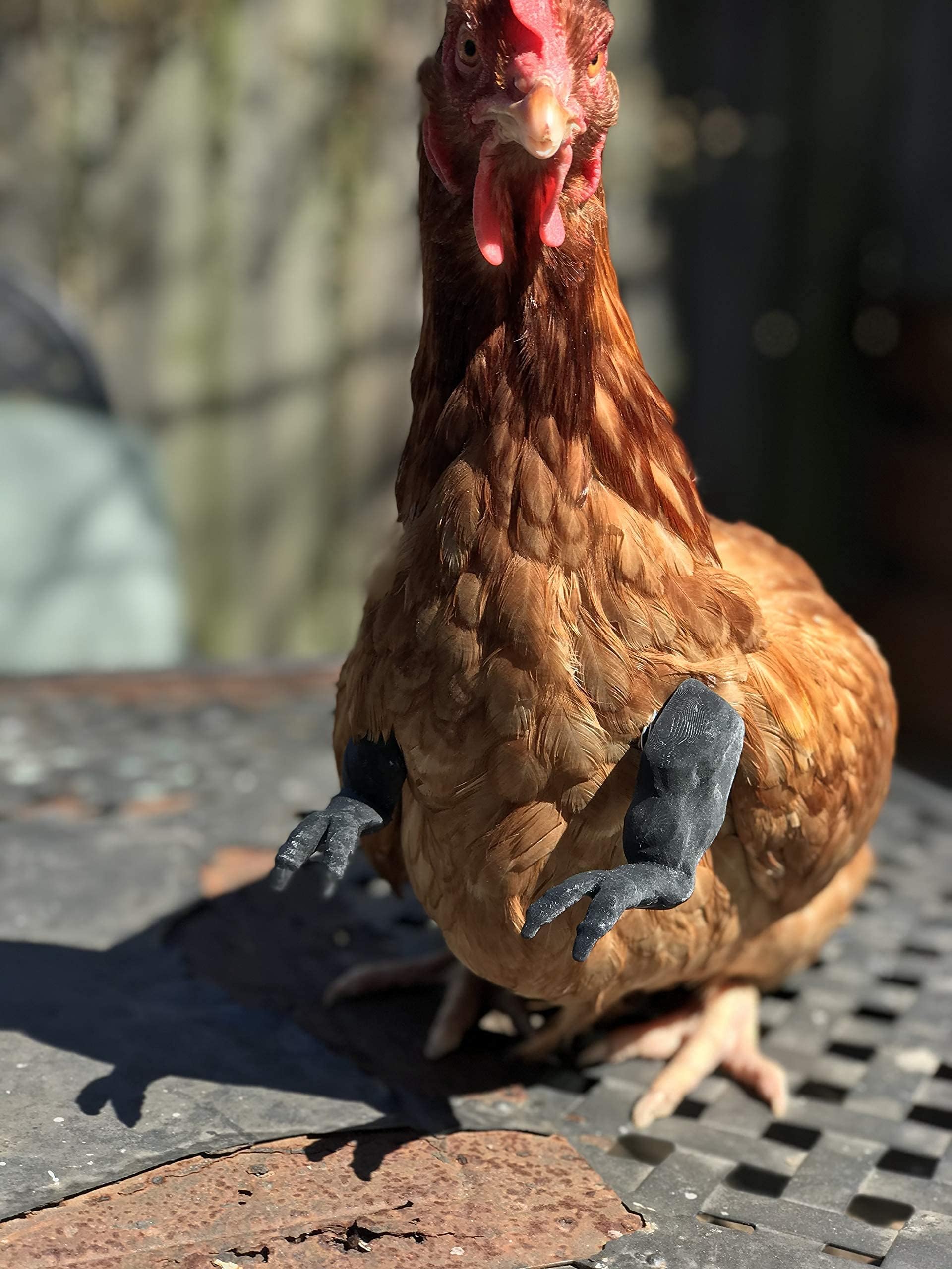 Original T-Rex Black Dinosaur Claws for Chickens - 3D Printed Funny Chicken Costume Accessories | Made in Texas USA | Novelty Photo Props for Viral Memes & Social Media | Perfect for Farm Pranks, Pet Costume Parties & TikTok Videos