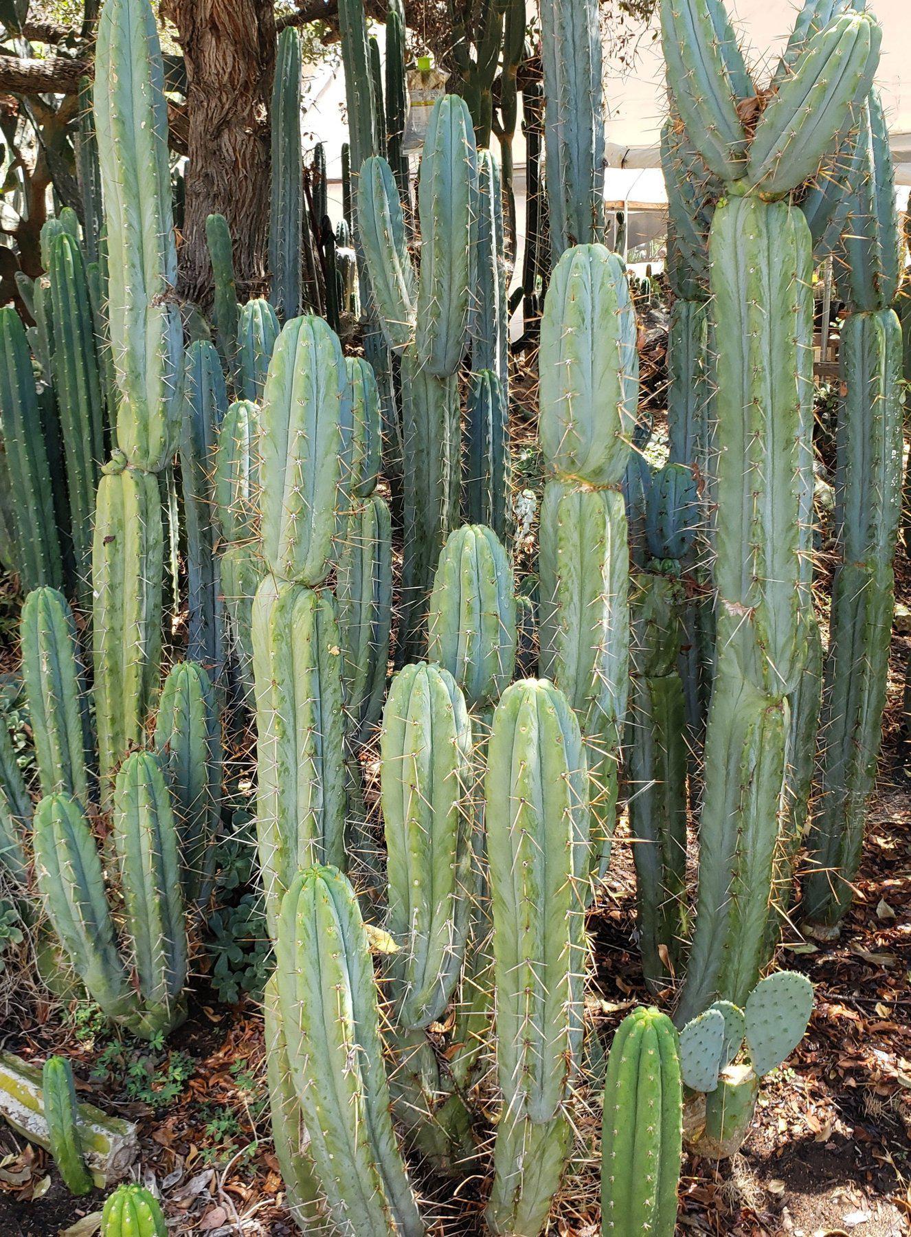 EC133 Trichocereus Bridgesii Boulder Cactus - 8-9 Inch Rare Columnar Cactus for Desert Gardens & Home Decor