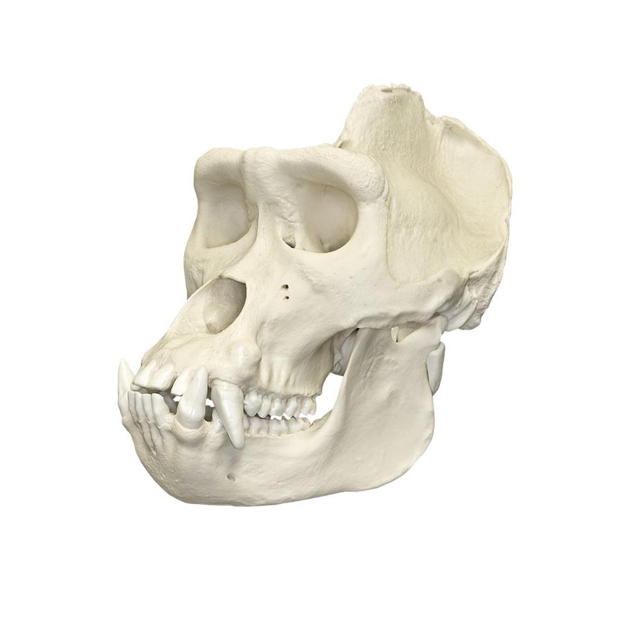 Authentic Replica Lowland Gorilla Skull - Large Size, Lifelike Primate Skull Model for Science Education, Home Decor & Halloween Props