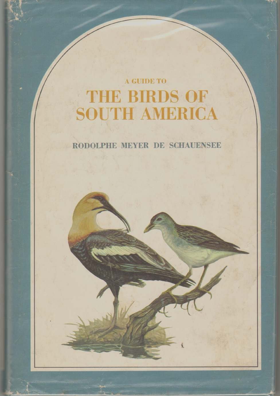 Complete Guide to South American Birds - Identification, Species & Habitats | Perfect for Birdwatching & Nature Exploration