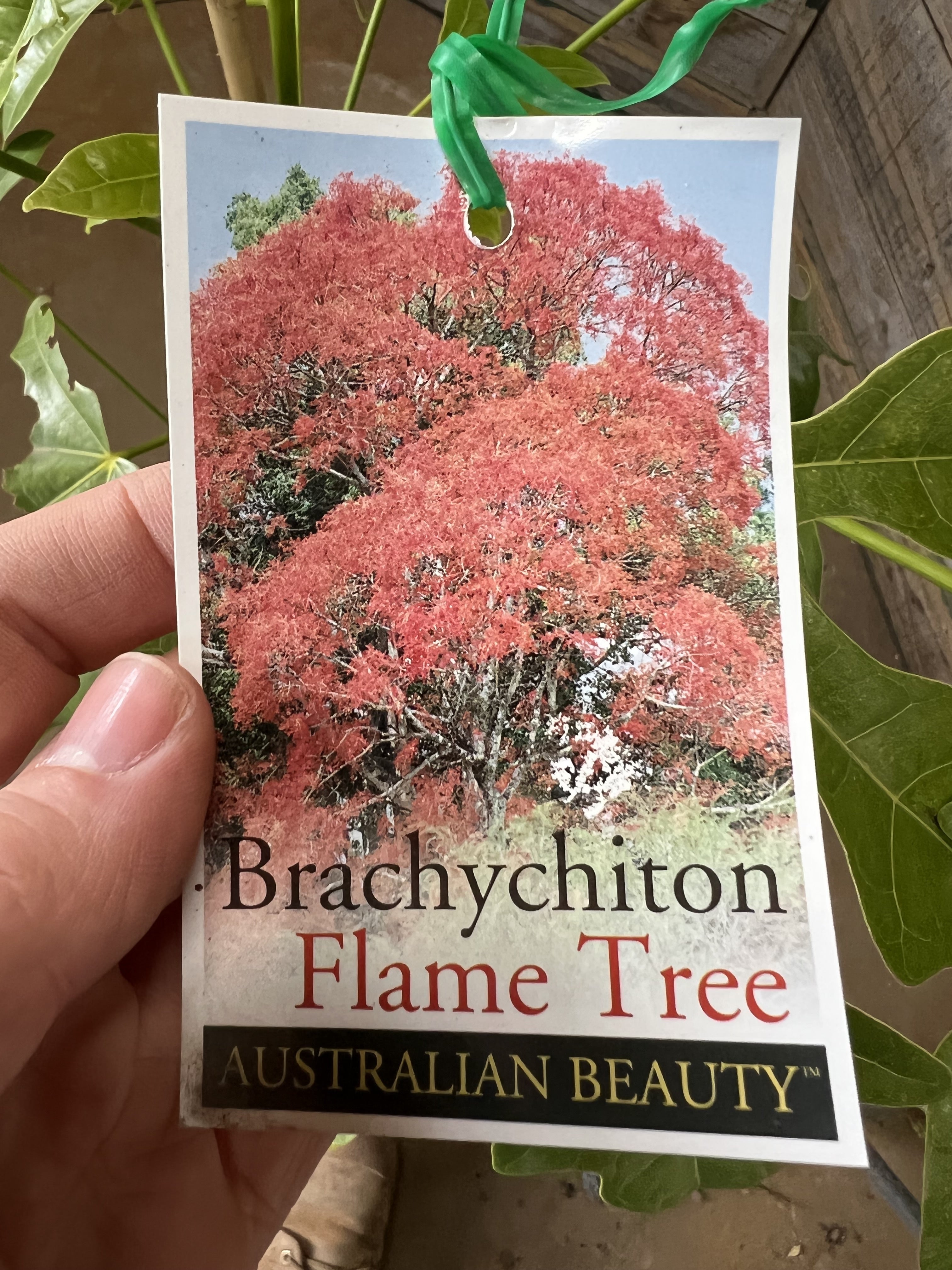 Brachychiton Acerifolius (Flame Tree) - Stunning Ornamental Tree for Landscaping & Gardens | Perfect for Shade, Privacy & Tropical Vibes
