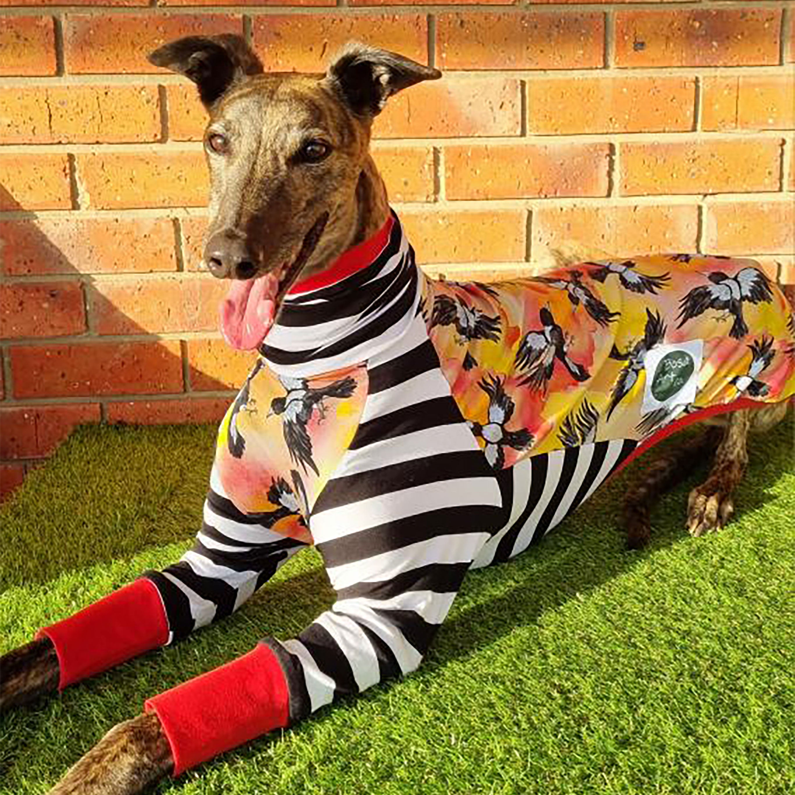 Whippet Sleeveless Dog T-Shirt - Comfortable Pet Apparel for Active Hounds - Perfect for Running, Walks & Outdoor Adventures