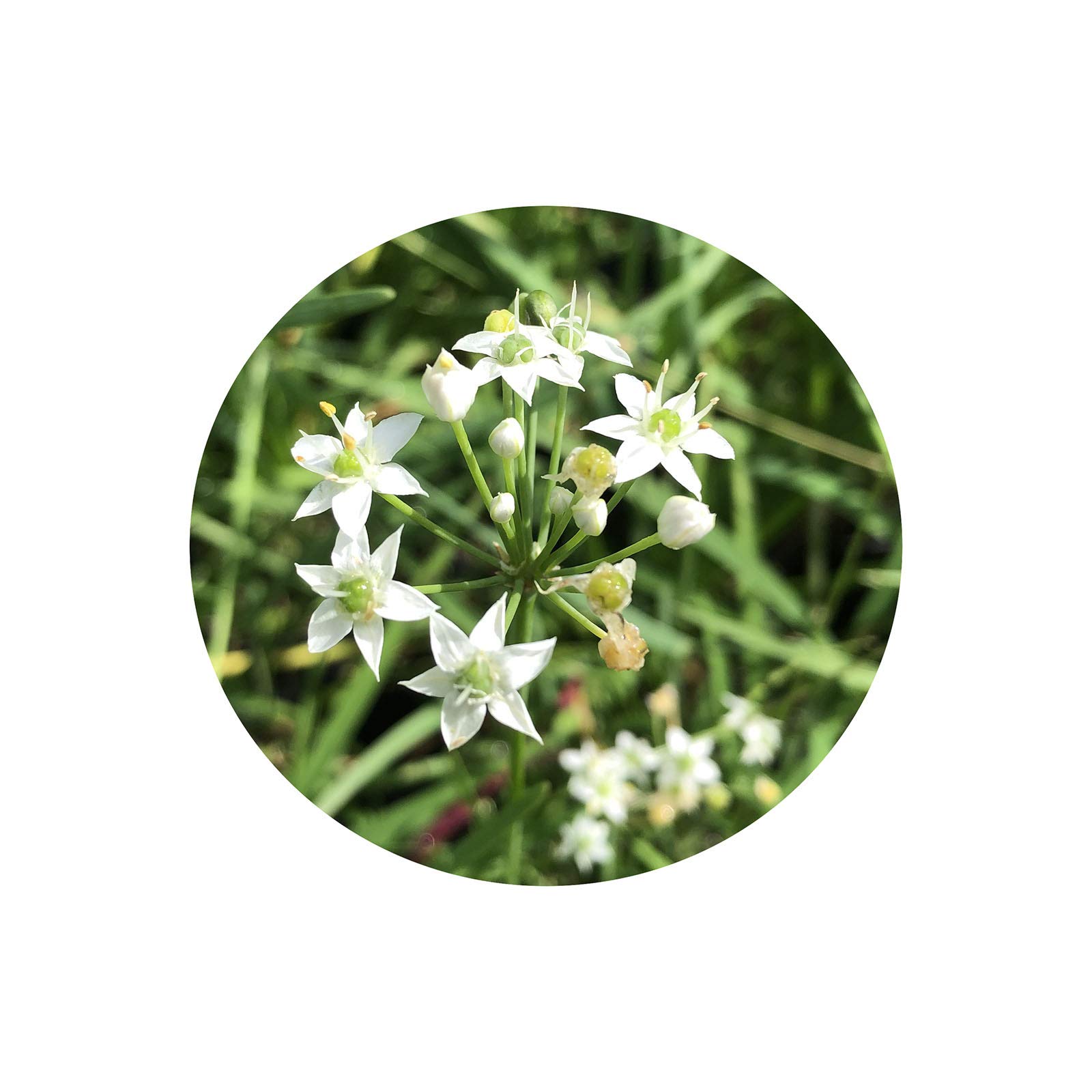 White Society Garlic Plant - Clumping Lily-Like Ground Cover Border Herb - Live Starter Plant in 4 Inch Pot - Emerald R - Perfect for Garden Borders, Landscaping & Container Gardening