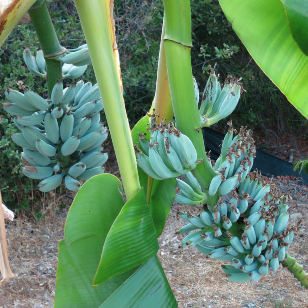 Blue Java Ice Cream Banana Tree Live Plant - 5 to 8 Inch Tall Tropical Fruit Seedling for Home Garden, Patio & Landscaping | Sweet Banana Flavor Perfect for Smoothies, Desserts & Fresh Eating