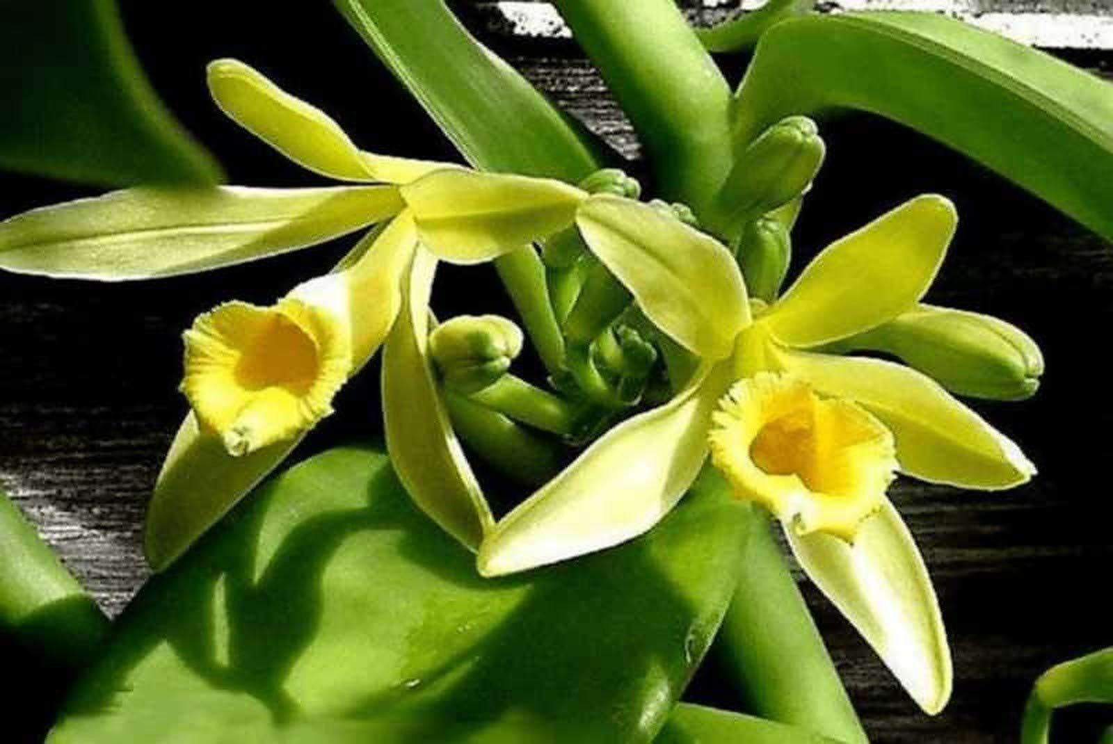Vanilla Planifolia Live Plant - Vanilla Orchid & Vanilla Bean Plant for Home Garden, Indoor Decor, and Fresh Vanilla Pods - Perfect for Aromatic Cooking, Baking, and DIY Vanilla Extract