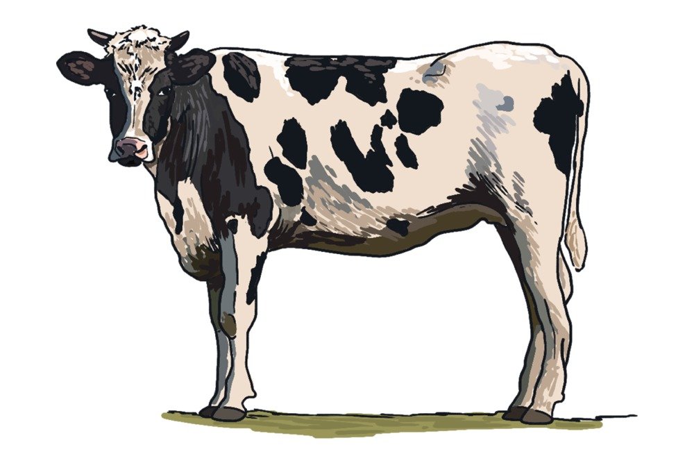 Holstein Cow Iconic Travel Poster - 36x54 Giclee Gallery Print for Wall Decor | Farmhouse, Country Kitchen & Office Art | Vintage Dairy Farm Aesthetic