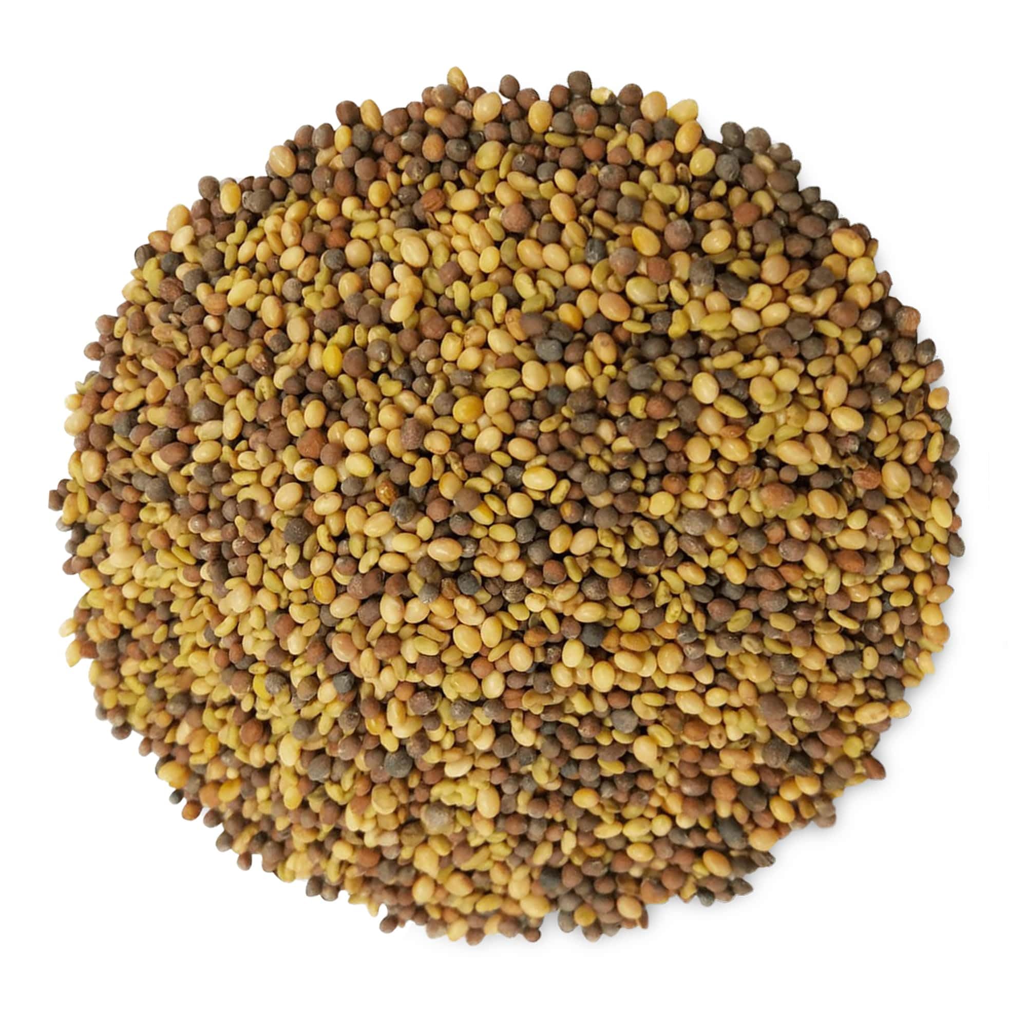 Food to Live - Organic Antioxidant Sprouting Seed Mix (Broccoli, Clover, Alfalfa) - 8oz | Raw, Vegan, Kosher Certified | Perfect for Salads, Smoothies & Healthy Snacking