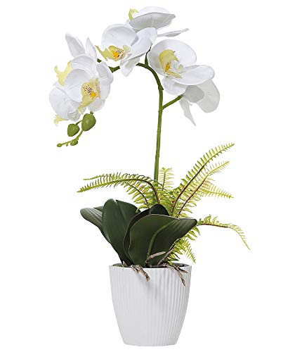 White 1 Stem