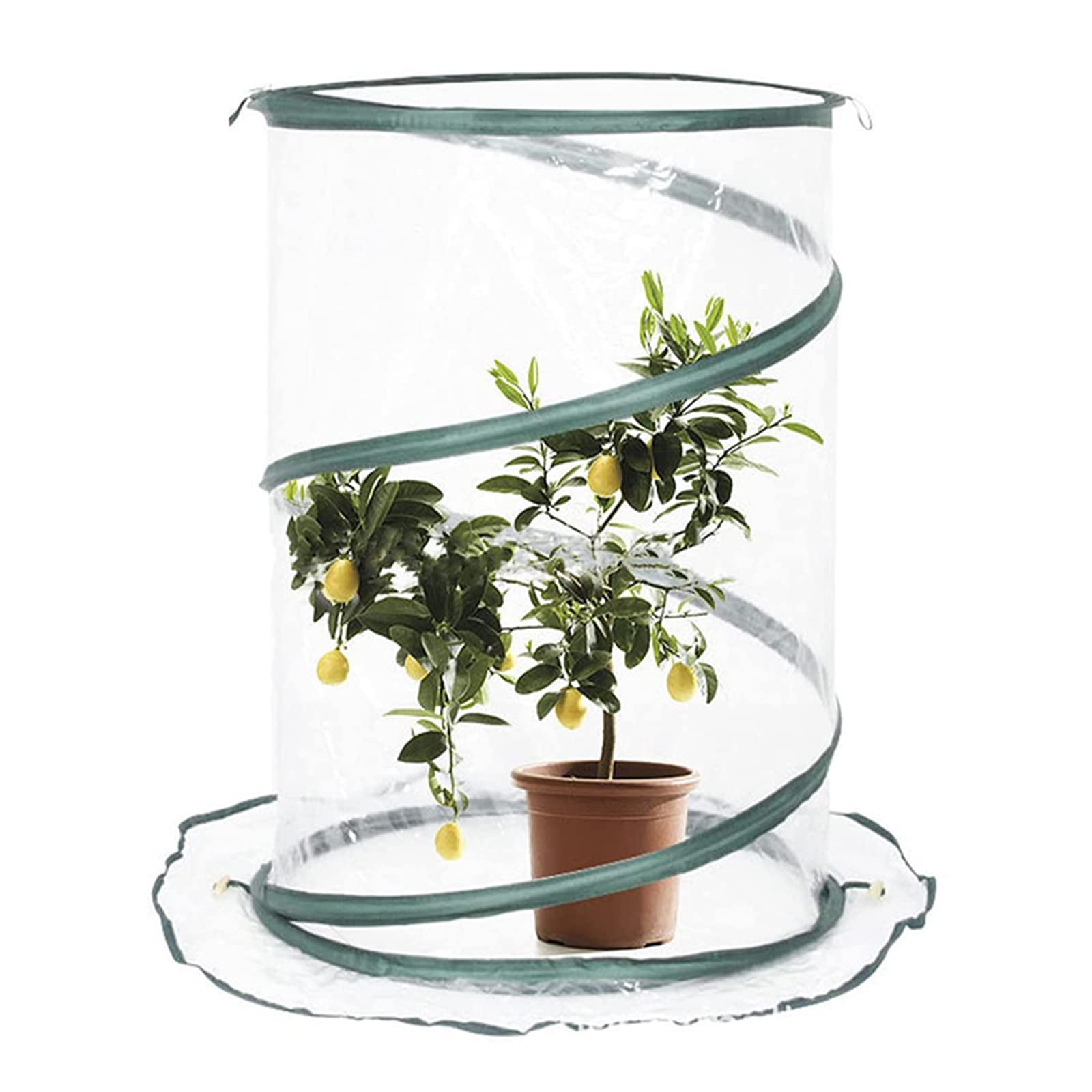 CHUANGRUN 50x50x68cm Clear Pop Up Greenhouse Cover - Portable Collapsible Grow Tent for Indoor/Outdoor Plants, Herbs & Seedlings - Perfect for Home, Classroom, Balcony & Backyard Gardening (Easy Setup & Storage)