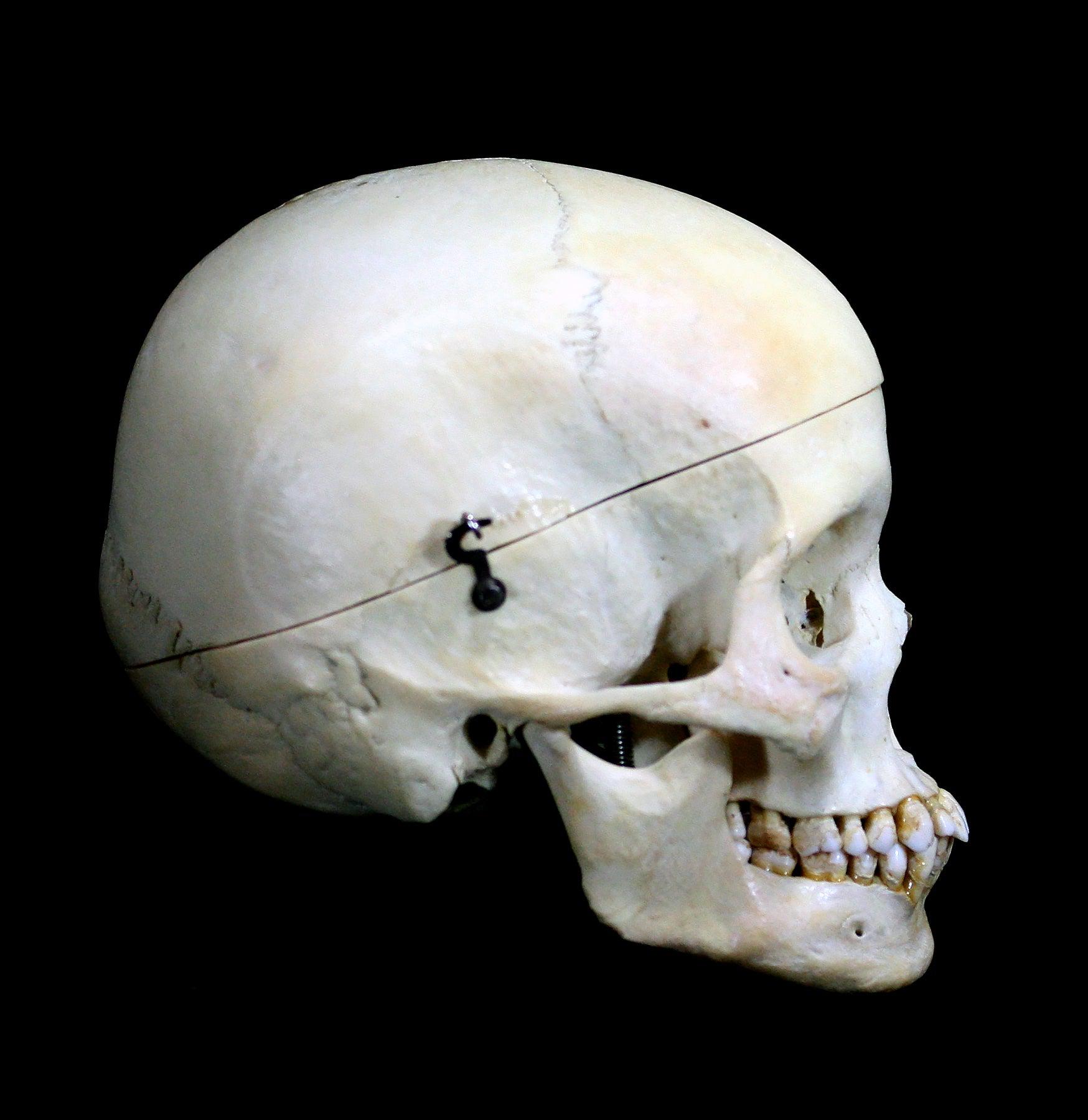 Realistic Female Human Skull Replica - Perfect for Halloween Decor, Anatomy Study & Medical Education - Ideal for Haunted Houses, Classroom Models & Halloween Props