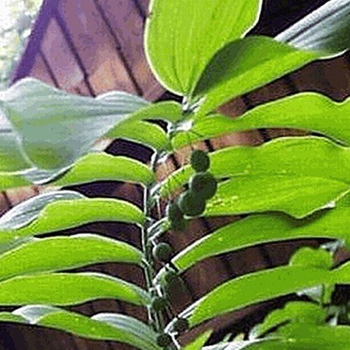 Everwilde Farms - 20 Solomon's Seal Native Wildflower Seeds - Gold Vault Seed Packet for Shade Gardens & Woodland Landscaping