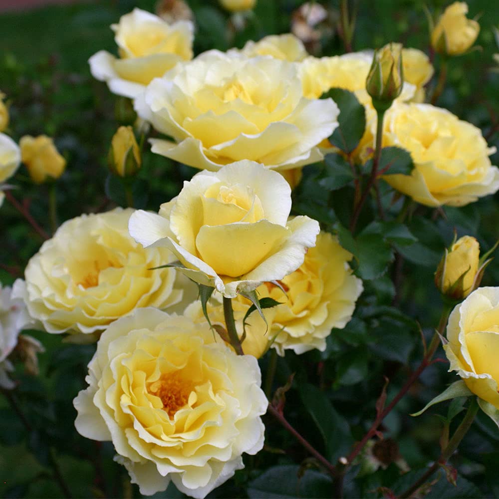 Heirloom Roses White Licorice™ Yellow Floribunda Rose Bush - Live Outdoor Planting, Fragrant Garden Flowers for Landscaping & Home Decor