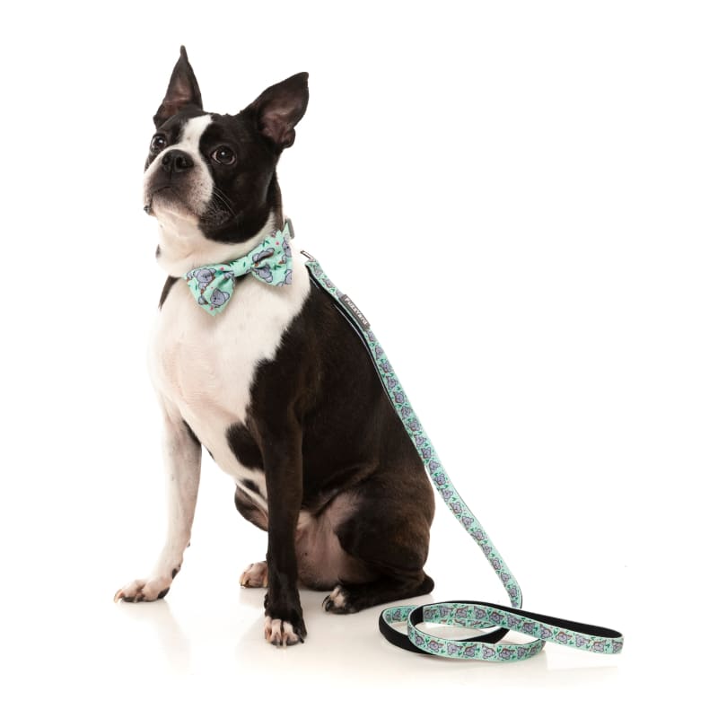 Fuzzyard Dreamtime Koalas Dog Collar - Soft & Comfortable Pet Collar for Small Medium Large Dogs - Perfect for Daily Walks, Training & Outdoor Adventures