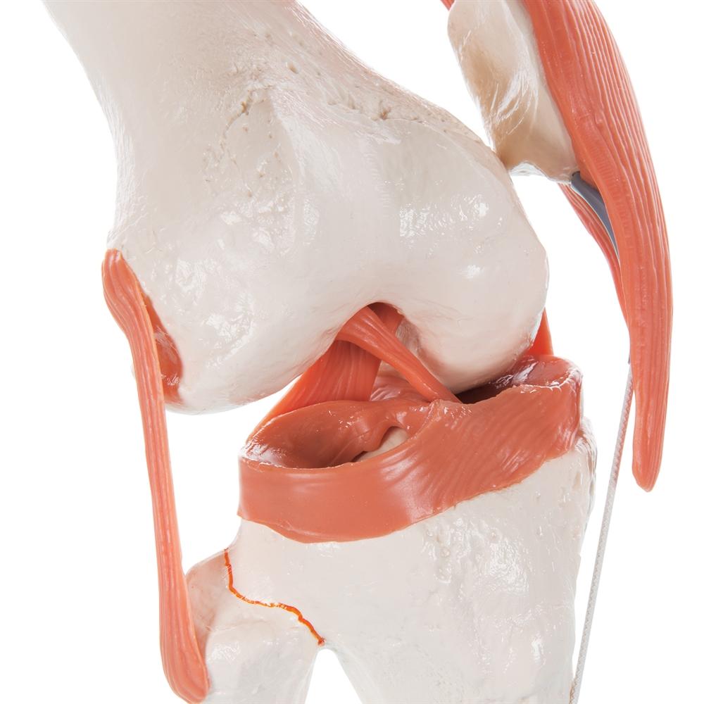 Functional Knee Joint Model - Anatomical Medical Teaching Aid for Students & Professionals | Ideal for Classroom, Lab & Home Study