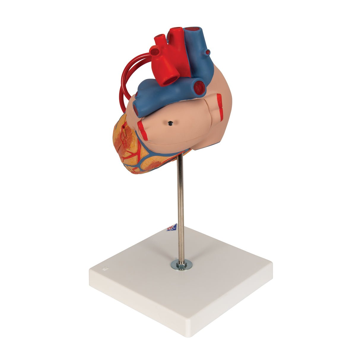 2X Life Size Human Heart Model with Venal Bypass - 4 Part Anatomical Heart for Medical Education & Classroom Demonstration