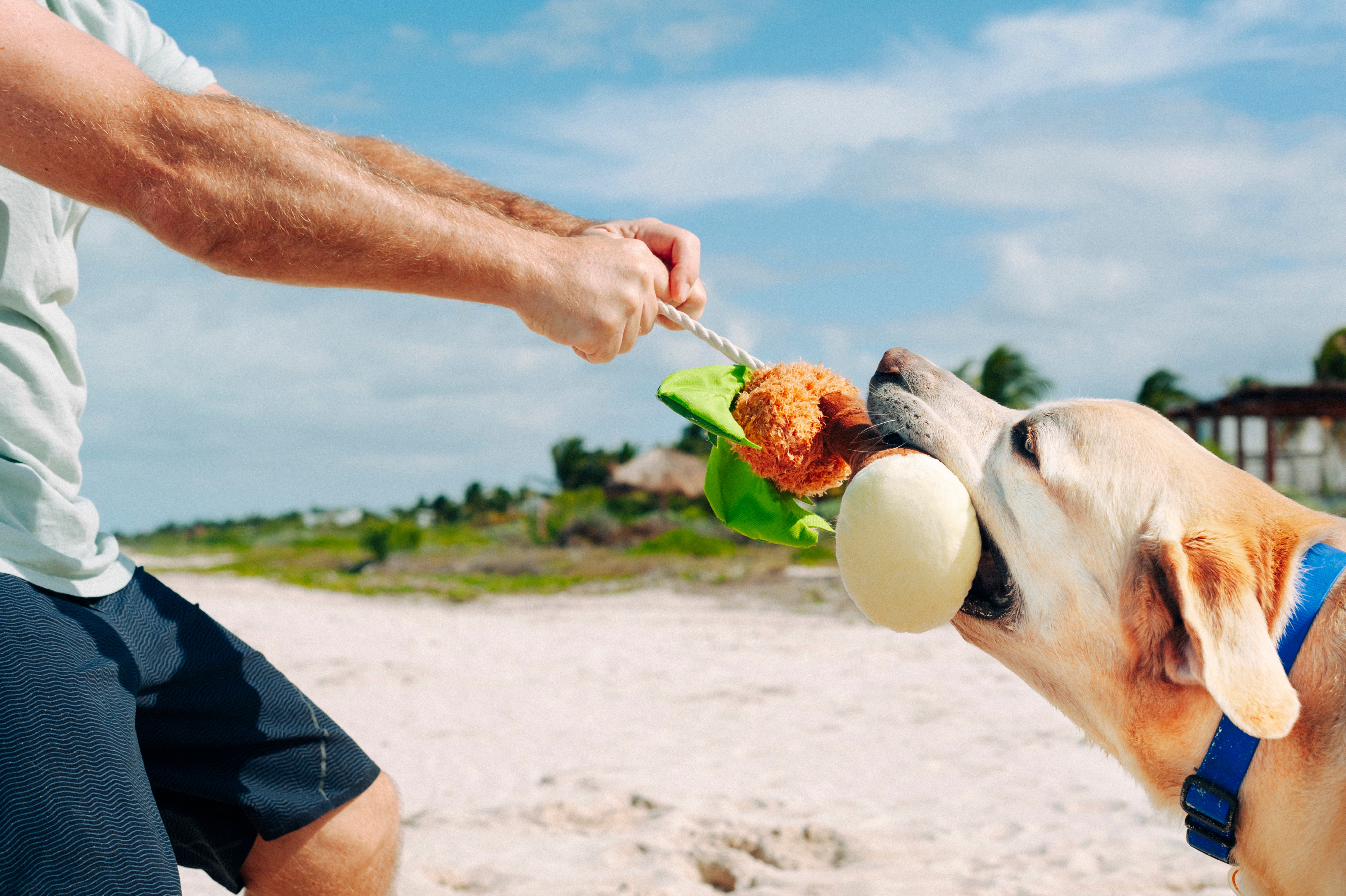 Tropical Paradise™ Dog Plush Toy - La Palma Soft Chew Toy for Dogs | Durable & Safe Pet Play | Perfect for Indoor & Outdoor Playtime