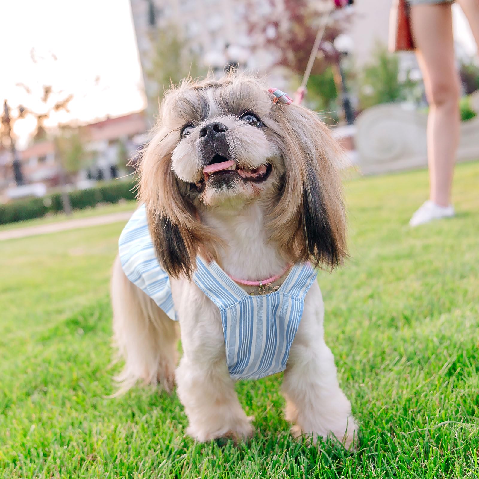 Cute Striped Summer Dog Dress with Bowknot - Adjustable Harness Outfit for Small Dogs, Chihuahua, Yorkie, Pug & Cats (Blue, Large) - Perfect for Birthdays, Parties & Daily Walks